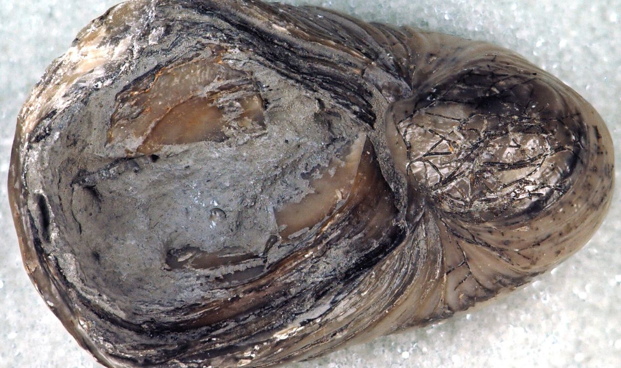 Gryphaea arcuata fossil oyster (Blue Lias, Lower Jurassic; coastal cliffs near Lyme Regis, far-western Dorset County, southwestern England) 4
