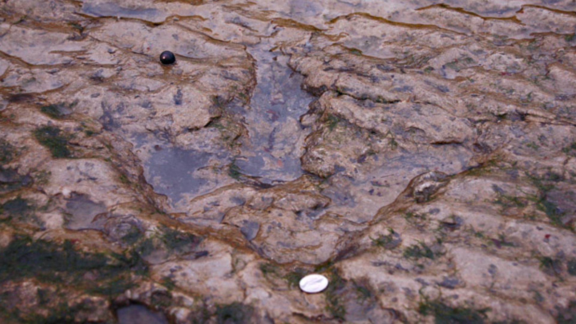 Dinosaur footprint on Staffin beach On the beach at An Corran are some remarkable footprints. They were left by a family of dinosaurs that walked across the sand here some 165 million years ago. To put that in context, the gabbro rocks of the Cuillin were