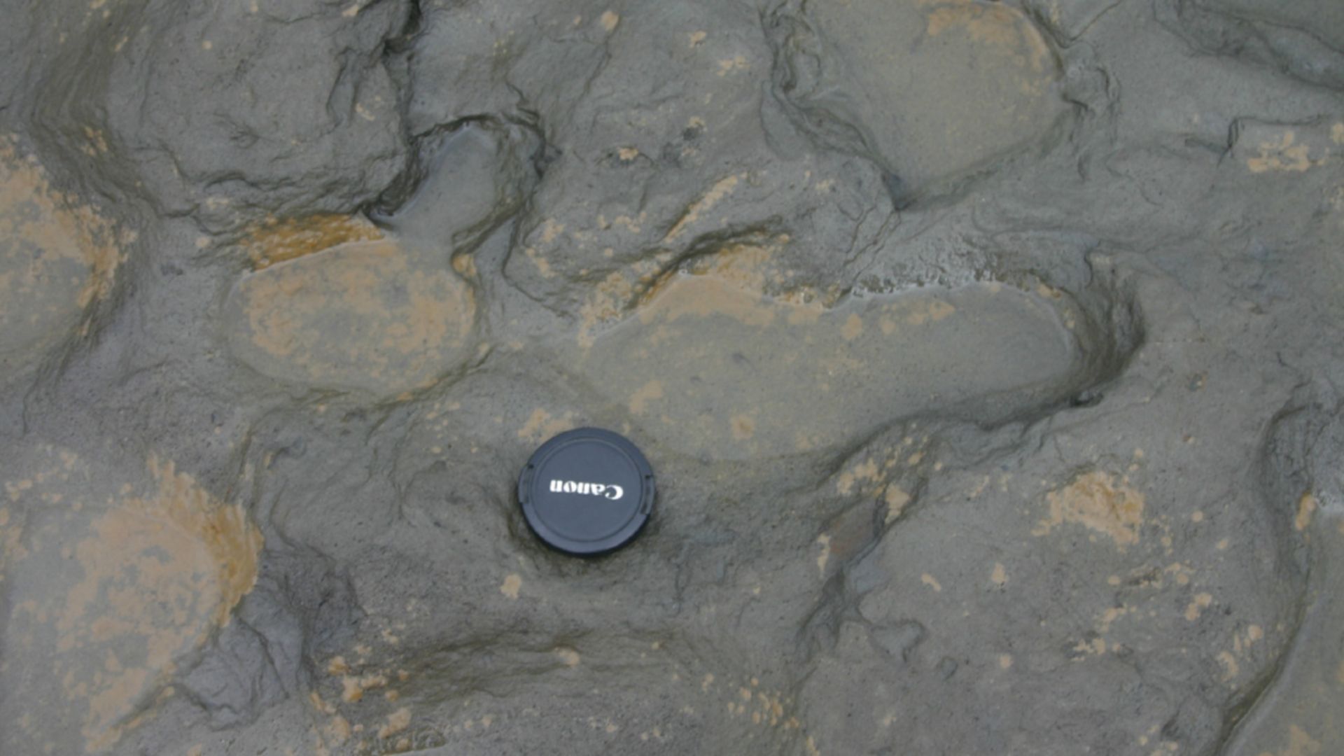 Hominin Footprints from Early Pleistocene Deposits at Happisburgh, UK.
Photographs of Area A at Happisburgh.

a. Footprint surface looking north-east. b. Detail of footprint surface.
