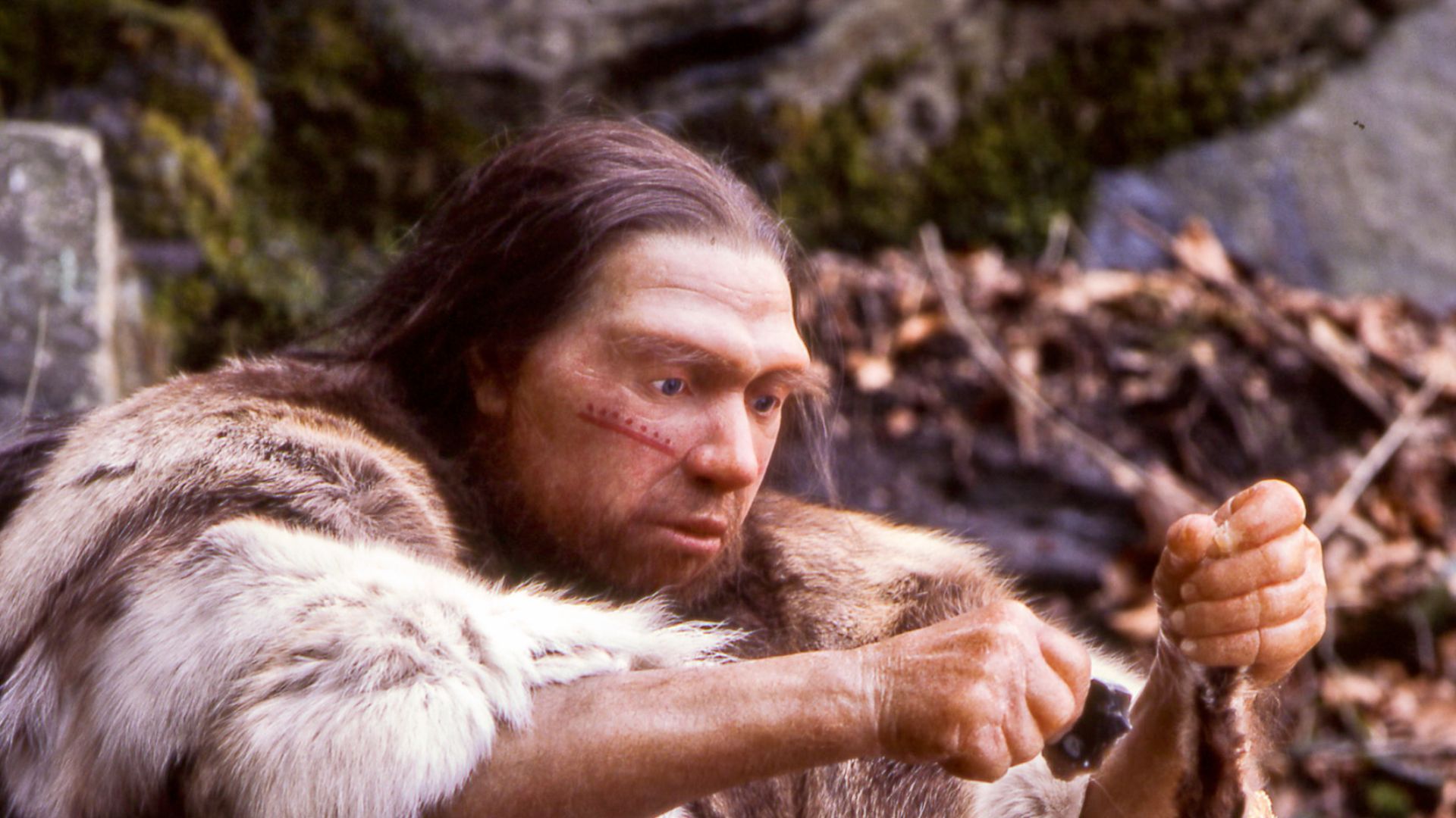 Lebend-Rekonstruktion im Neanderthal-Museum (Erkrath, Mettmann) eines Homo sapiens neanderthalensis-Jägers