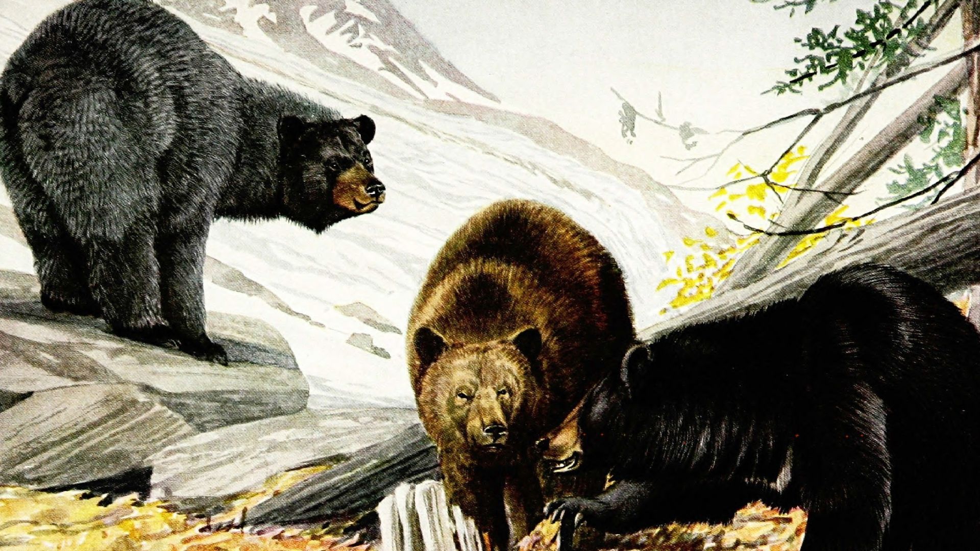 Title: The larger North American mammals
Identifier: cu31924022547198 (find matches)
Year: 1916 (1910s)
Authors: Nelson, Edward William, 1855-1934; Fuertes, Louis Agassiz, 1874-1927
Subjects: Mammals
Publisher: Washington, National Geographic Society
Cont