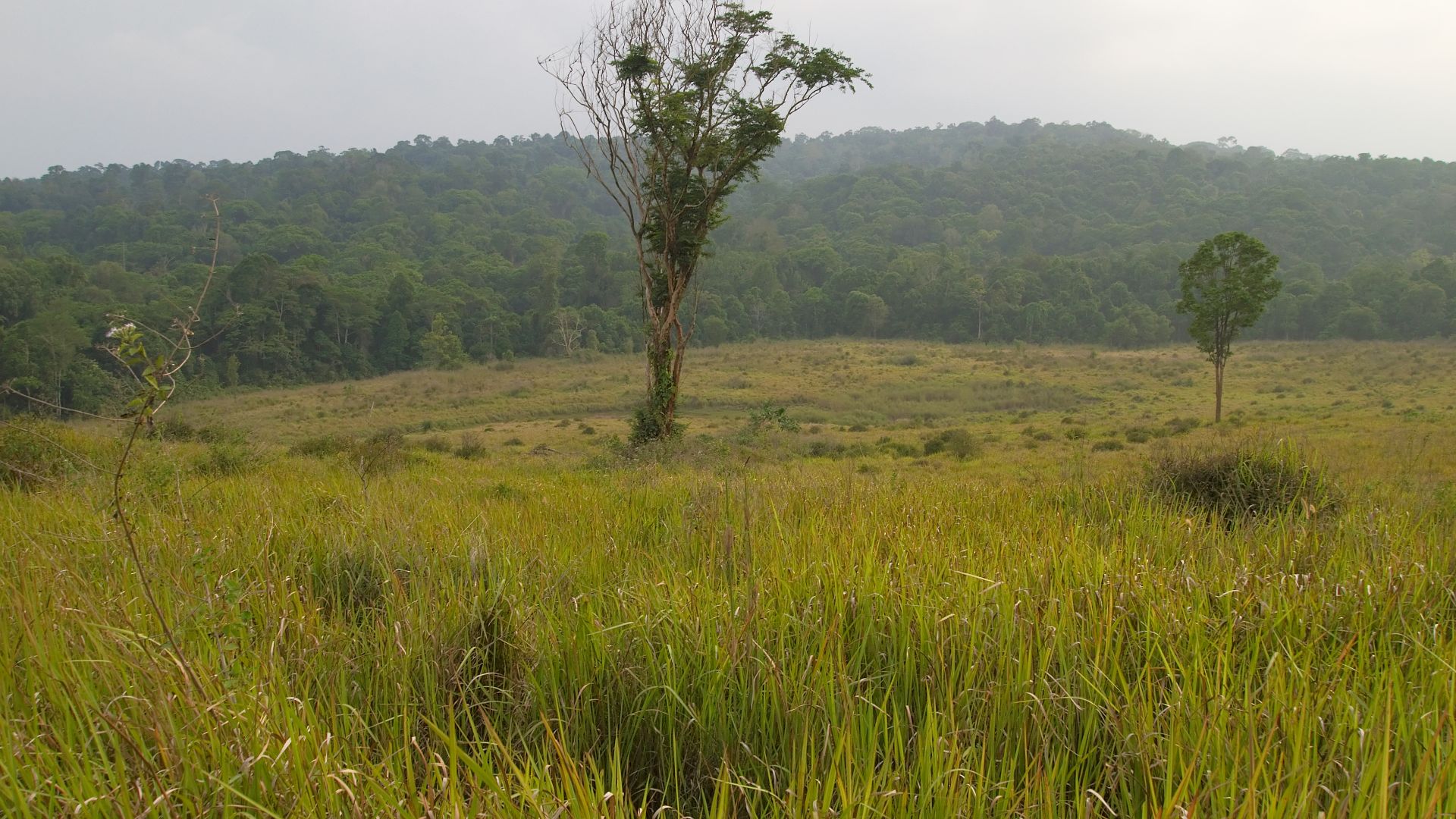 Khao Yai has a diverse plant community: dry evergreen forests, dry deciduous forests, tropical moist evergreen forests, hill evergreen forests and grasslands. Khao Yai Forest, Thailand.