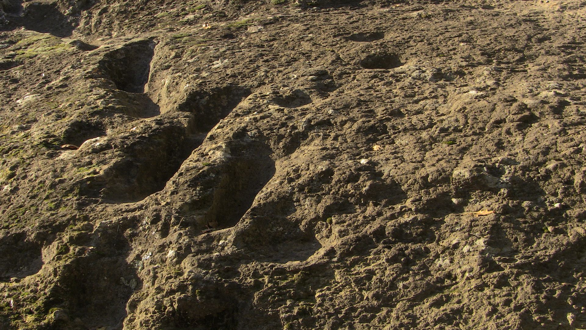 Ciampate del diavolo impronte di  Homo heidelbergensis,