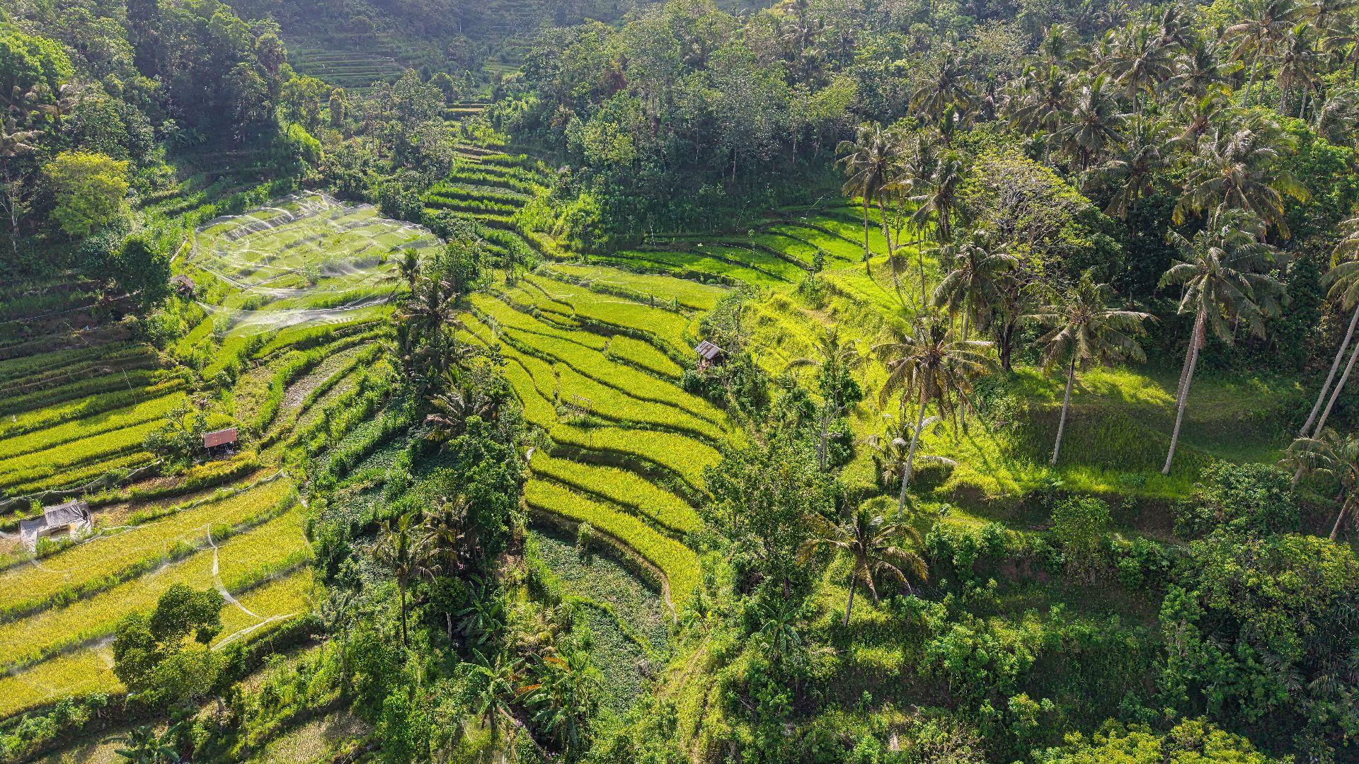 Aerial view of vibrant rice terraces surrounded by tropical forest in Bali, Indonesia.