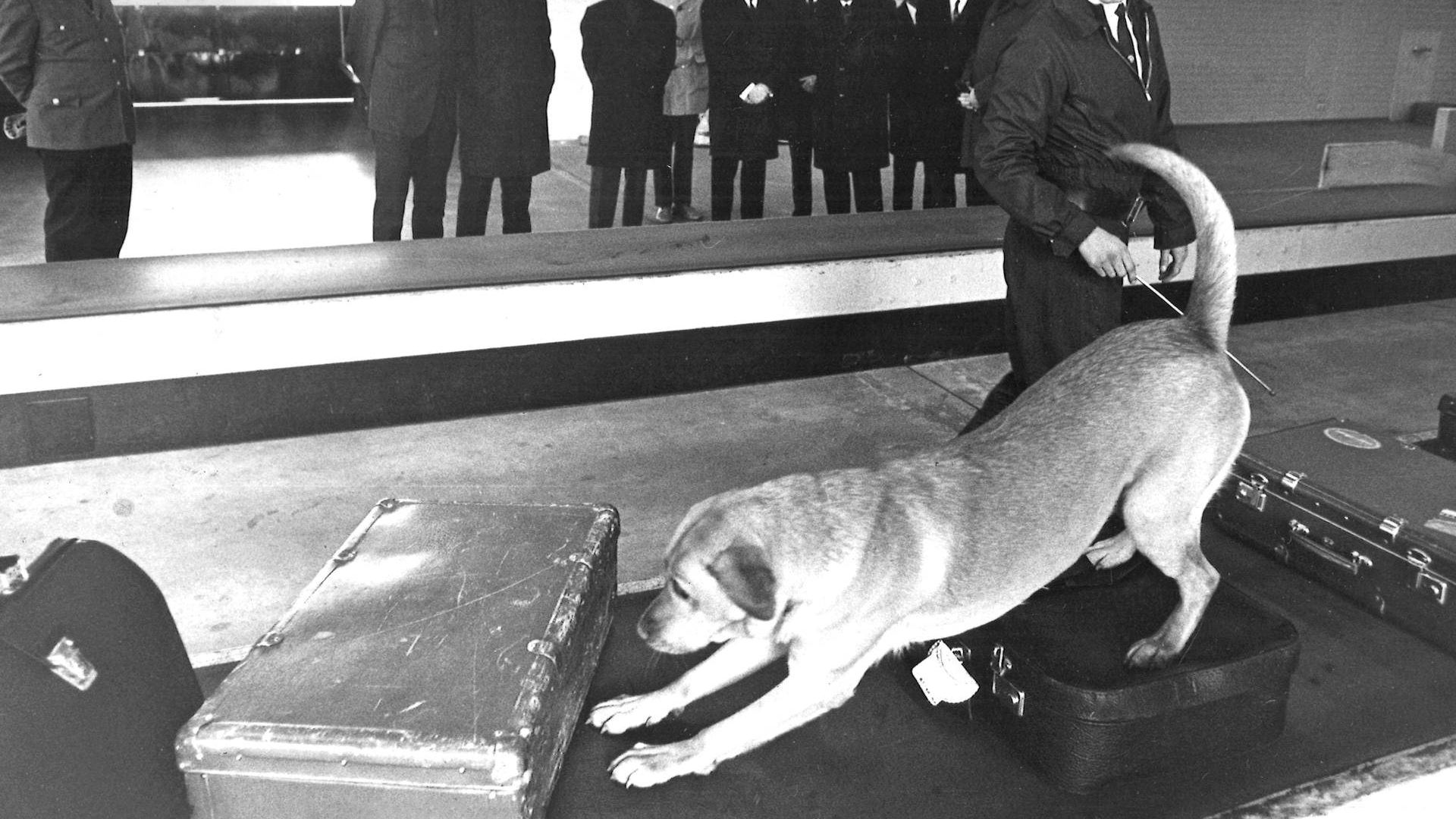 The work of a Finnish drug detection dog, Eka, is being demonstrated for Finnish and Soviet Union customs officials at an airport in Helsinki by the supervisor Guy Grönvall.