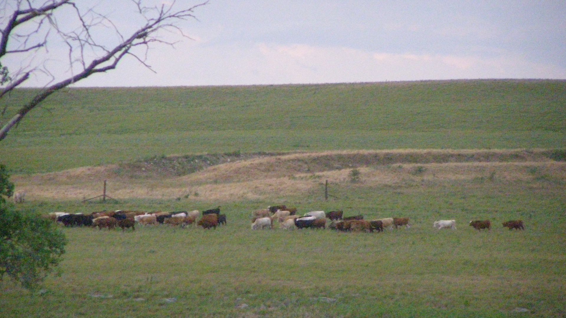 Tallgrass Prairie at Spring Hill, Kansas