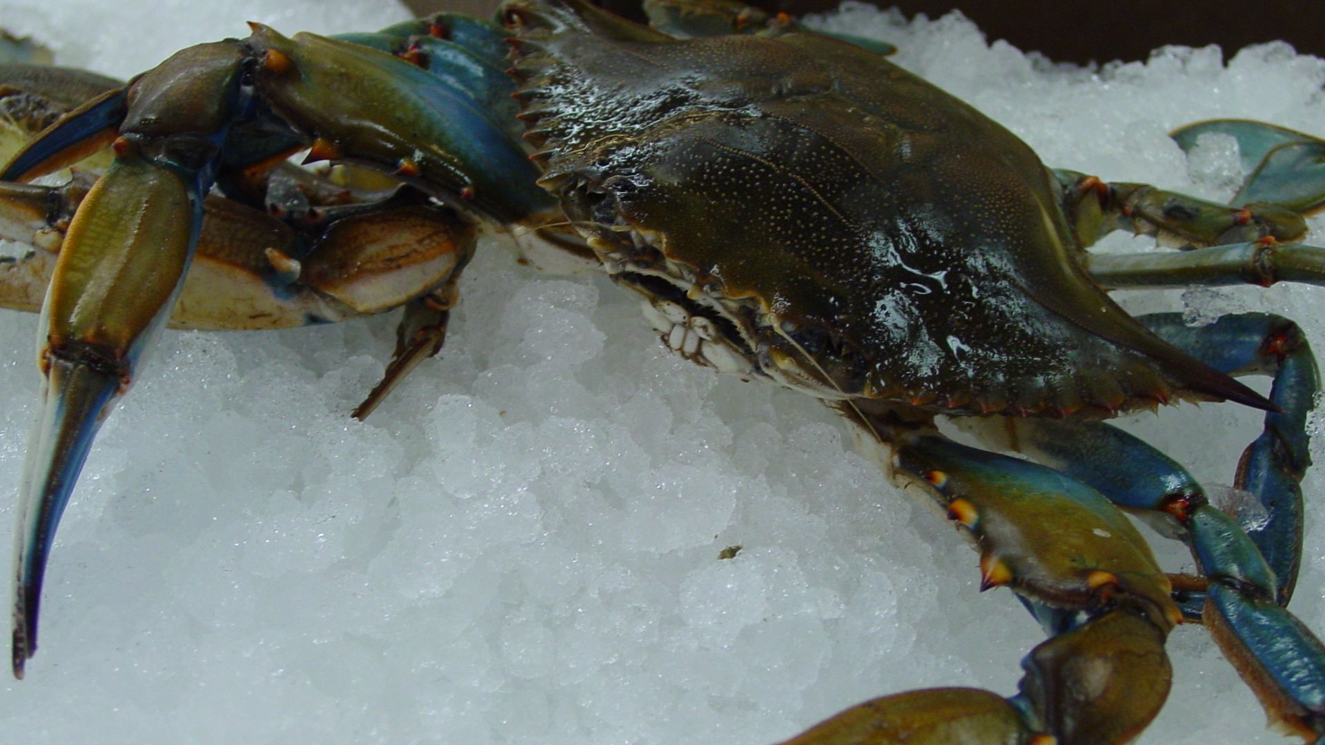 The ultra delectable Maryland Blue Crab, FRESH from Skipjack Seafood