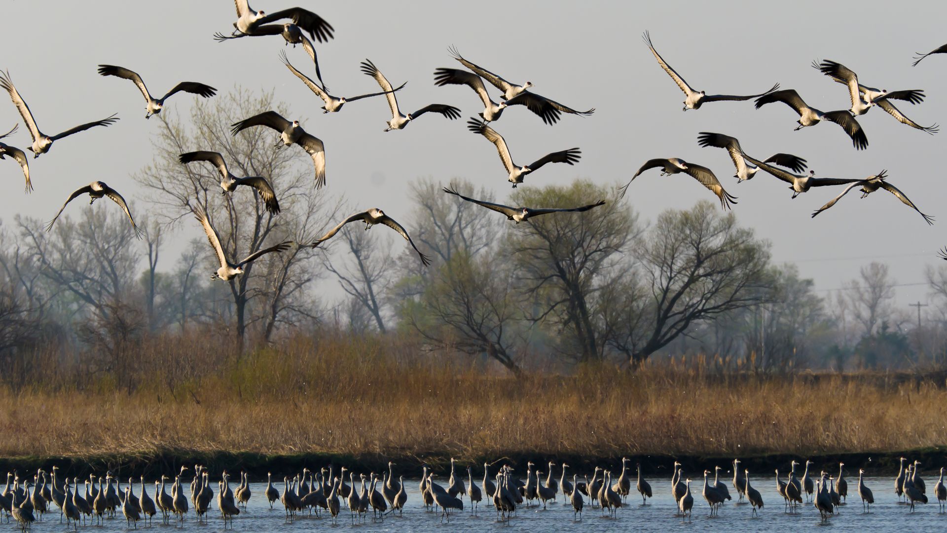 Every year, hundreds of thousands of sandhill cranes congregate on the Platte River during their Spring migration, forming large flocks that use the sandbars of the Platte River as a nightime refuge before dispersing to local fields to feed during the day