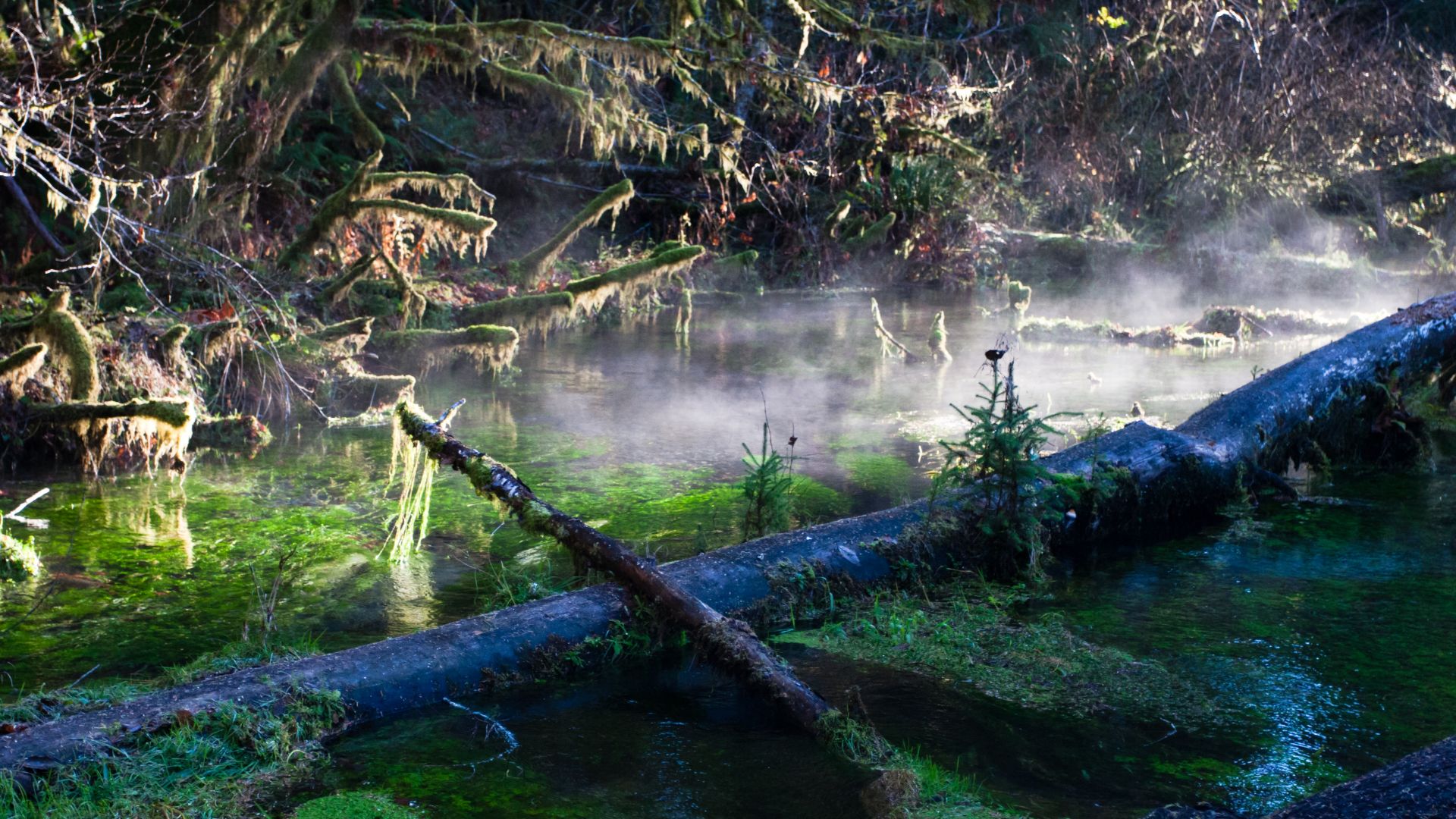 Entrance to the Hall of Mosses trail