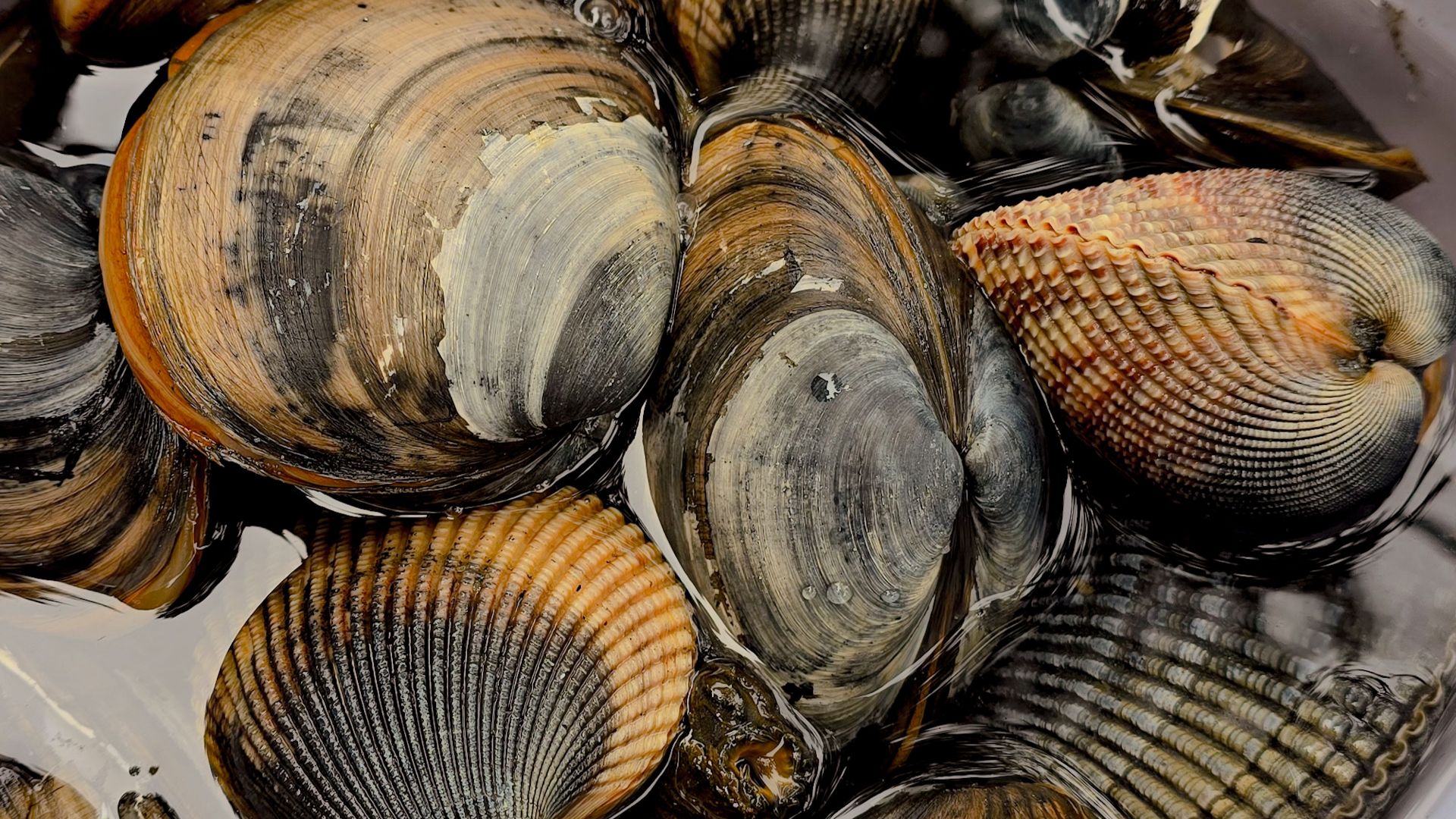Detailed view of fresh clams and shellfish immersed in water, showcasing natural textures.