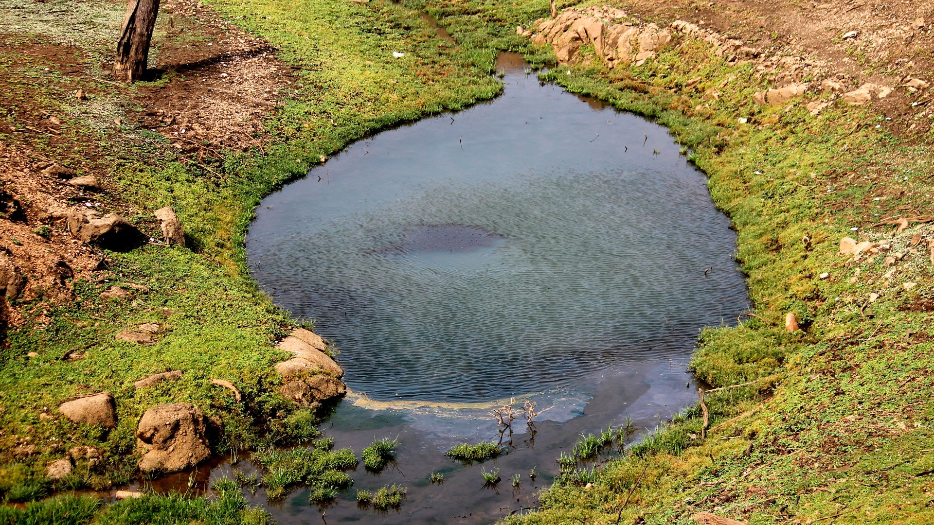 This picture was taken by me while doing a morning jeep safari at Pench Tiger Reserve. This picture shows as if some meteor fell from the outer space and created a small water hole. However, this is natural and here you will see various animals and birds