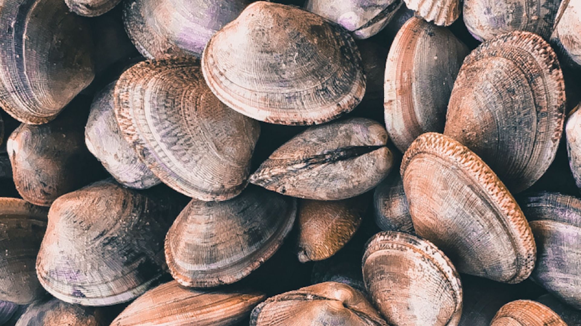 A detailed view of numerous clamshells piled together, showcasing natural textures.