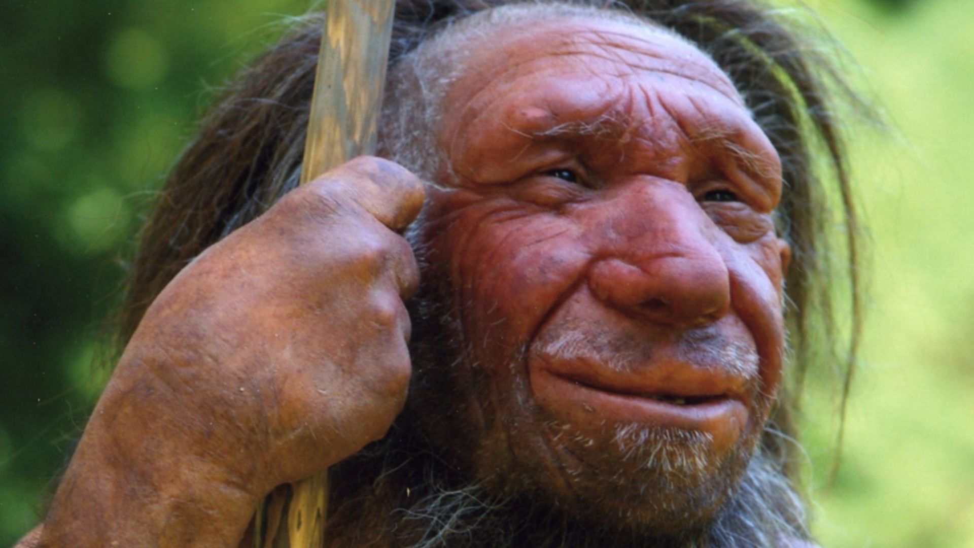 Lebend-Rekonstruktion im Neanderthal-Museum (Erkrath, Mettmann) eines Homo sapiens neanderthalensis „Mr. N“ (Ausschnitt des Originalfotos)