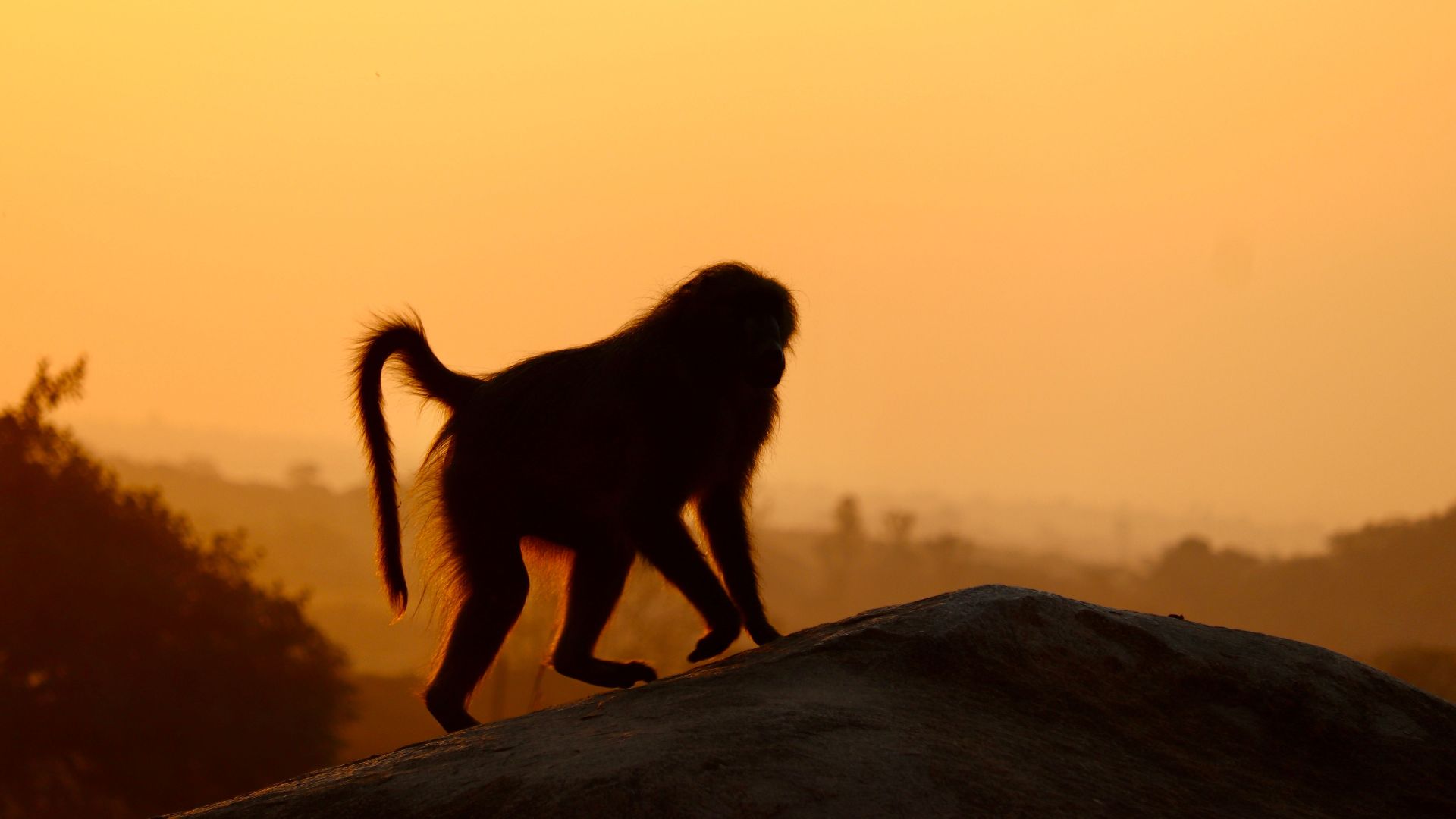 A baboon silhouette on a rocky terrain under a stunning Zimbabwe sunset.