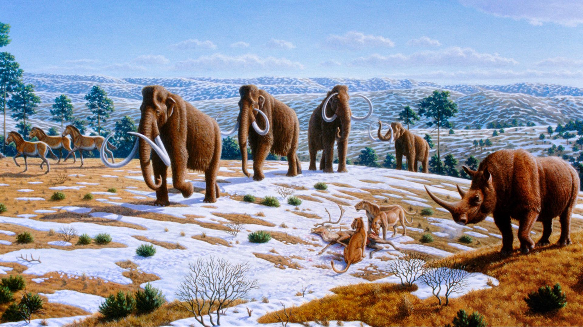 Woolly mammoths were driven to extinction by climate change and human impacts. The image depicts a late Pleistocene landscape in northern Spain with woolly mammoths (Mammuthus primigenius), equids, a woolly rhinoceros (Coelodonta antiquitatis), and Europe