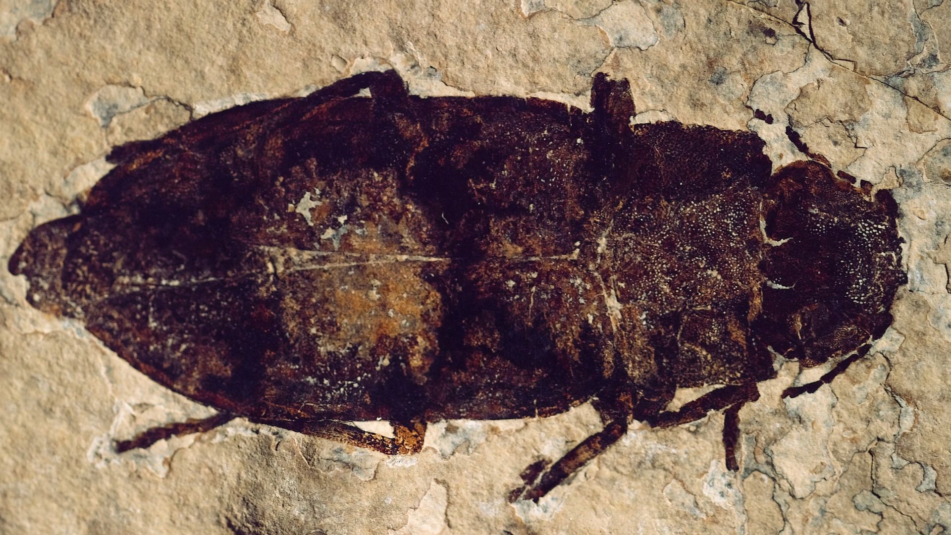 Fossil Buprestidae beetle, 3.5 cm long
Because of their glossy irridescent colors, members of the family Buprestidae are known as jewel beetles or metallic wood-boring beetles, such as the emerald ash borer.