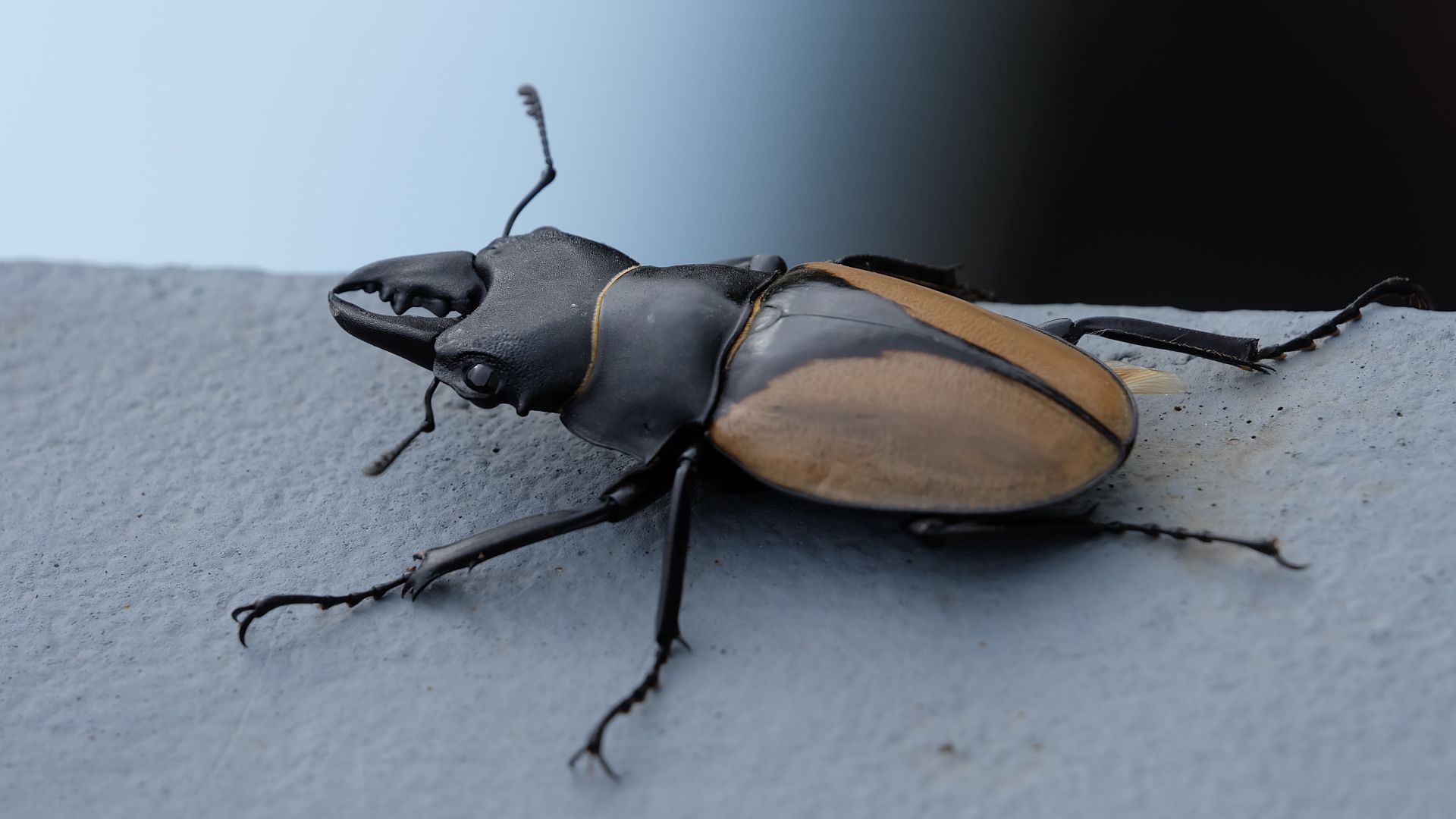 Beetle shot from Munnar, Kerala state, India