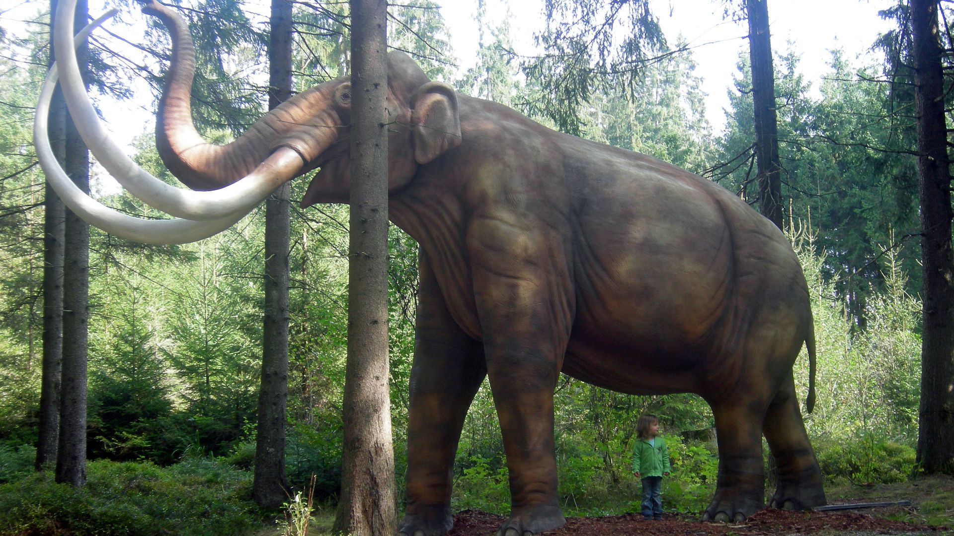 Full size life reconstruction of a mammoth (Mammuthus trogontherii). Mind the three years old little child at the rear legs of the giant animal.