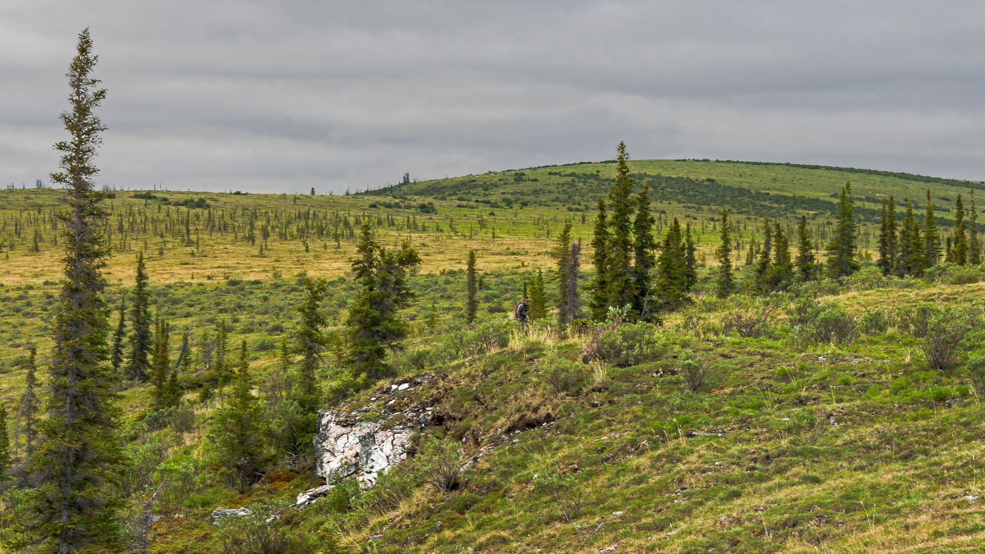 Black spruce are one of the only tree species that flourish on the tundra landscape in Canada's Ivvavik National Park