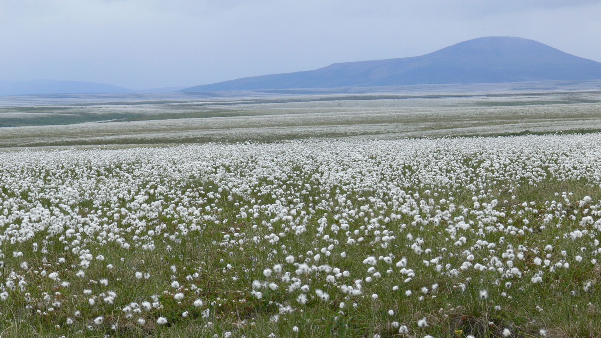 Cotton grass is a common sight in the marshy low tundra of Bering Land Bridge National Preserve.  An unassuming sedge through most of the year; in June it produces a seed head closely resembling cotton ball.