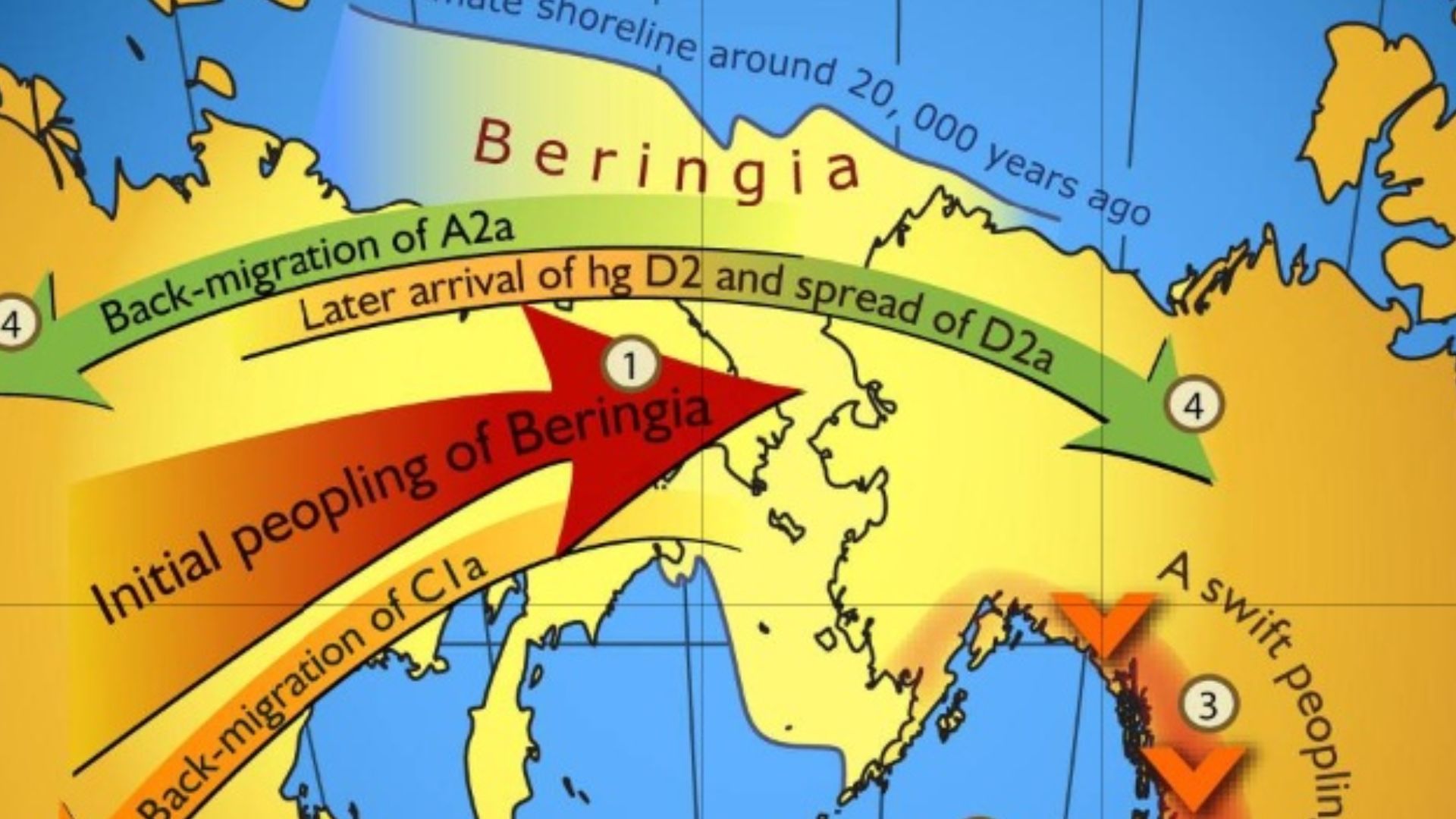 Map of gene flow in and out of Beringia, according to human mitochondrial DNA haplogroups.
Colors of the arrows correspond to approximate timing of the events and are decoded in the colored time bar. The initial peopling of Beringia (the region depicted i