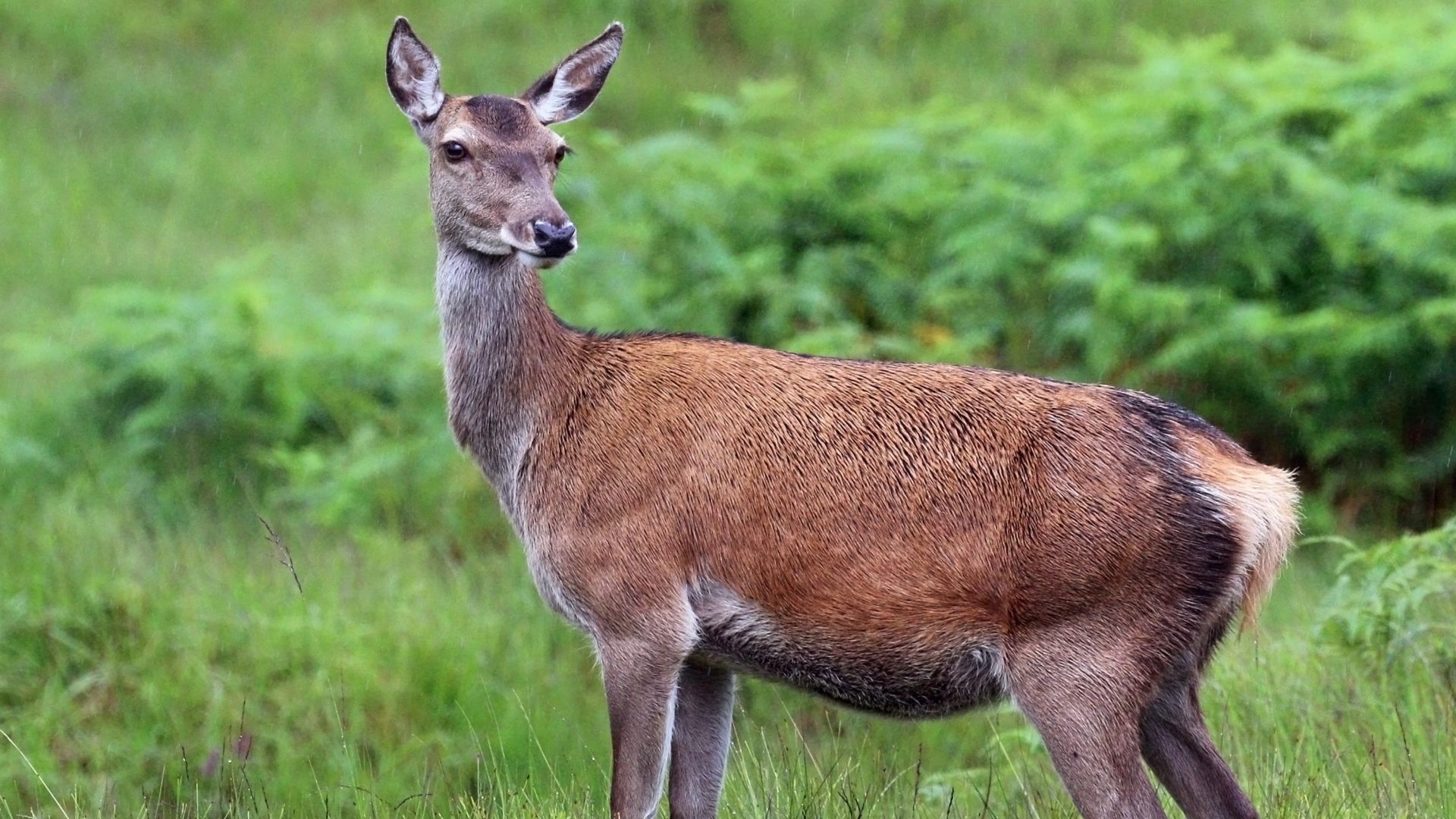Red deer (Cervus elaphus) hind, Glen Garry, Highland