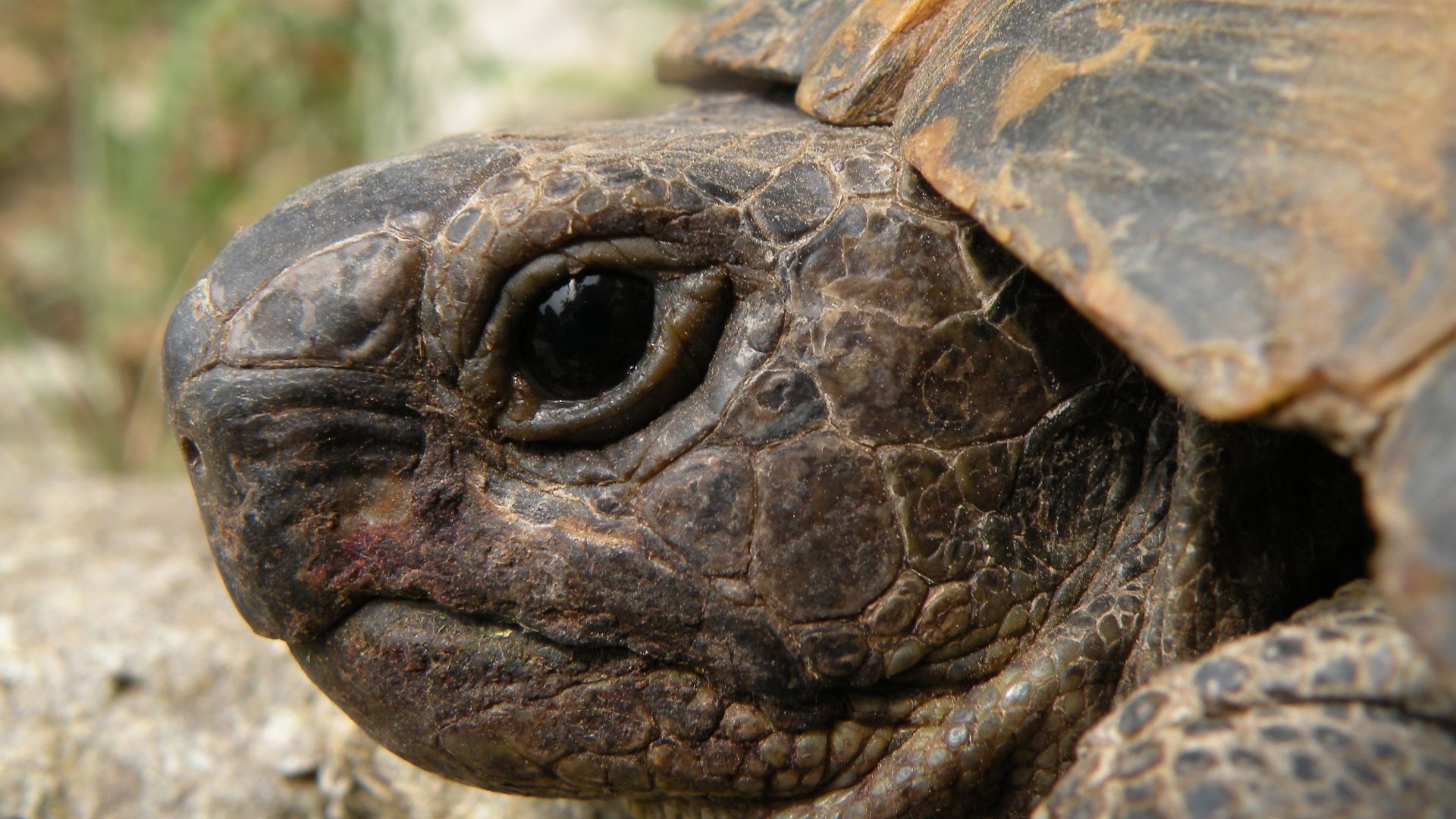 A wild tortoise.(Testudo graeca)