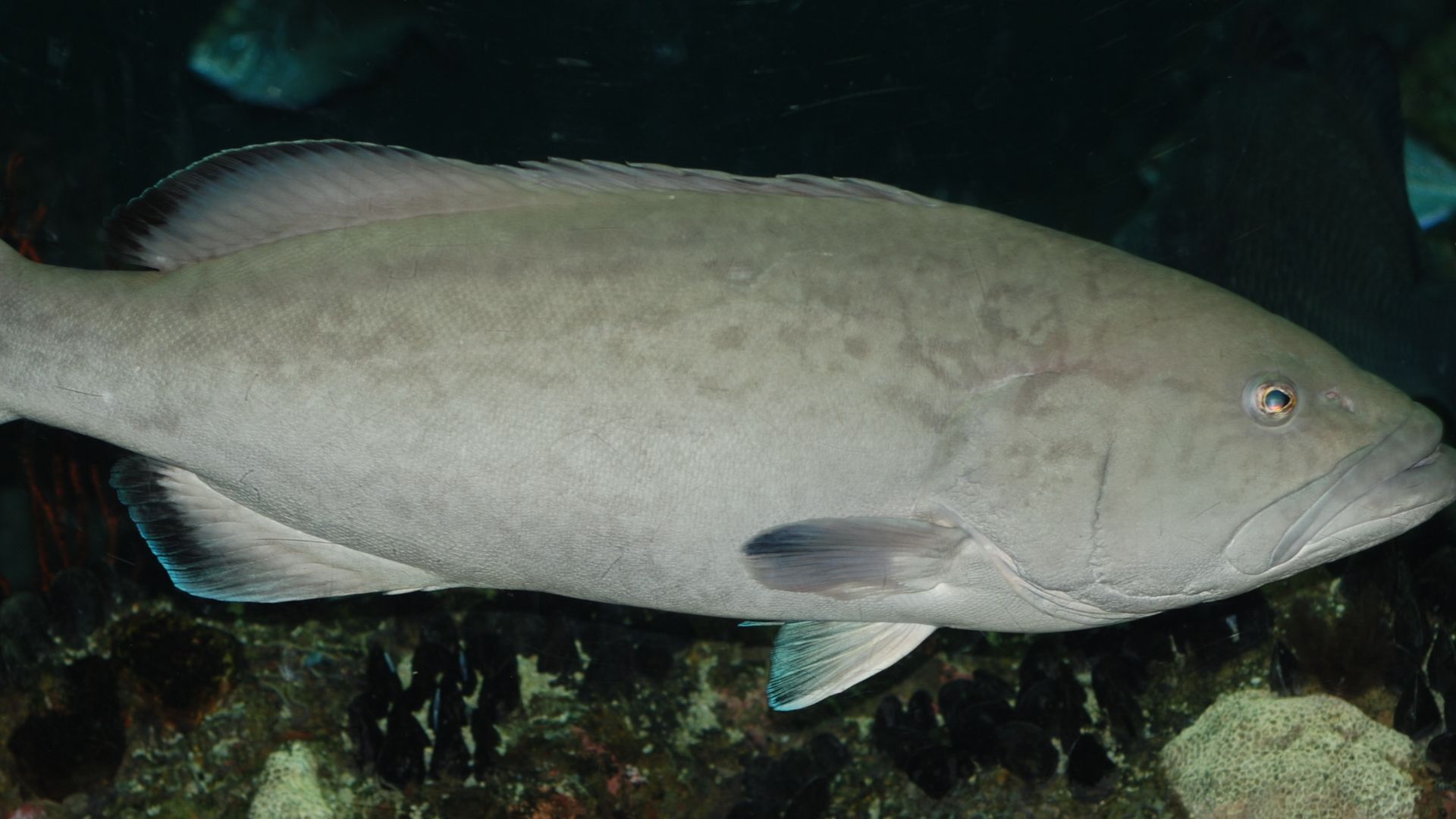 Mycteroperca microlepis in National Aquarium in Baltimore