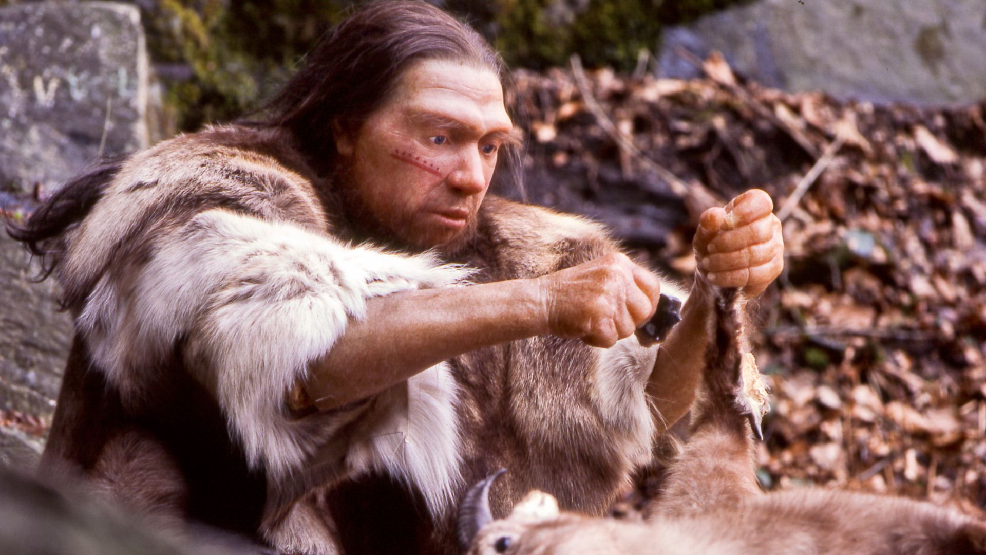 Lebend-Rekonstruktion im Neanderthal-Museum (Erkrath, Mettmann) eines Homo sapiens neanderthalensis-Jägers