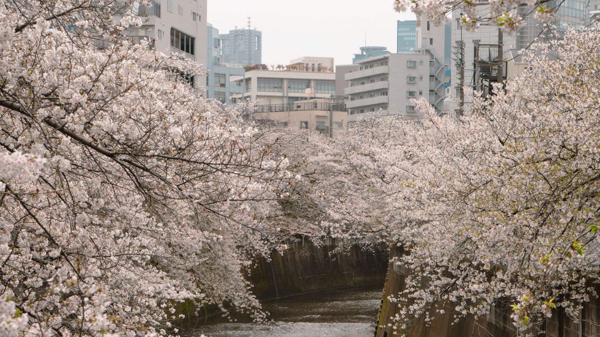 Cherry blossoms in full bloom along a canal in Tokyo, Japan, during springtime.