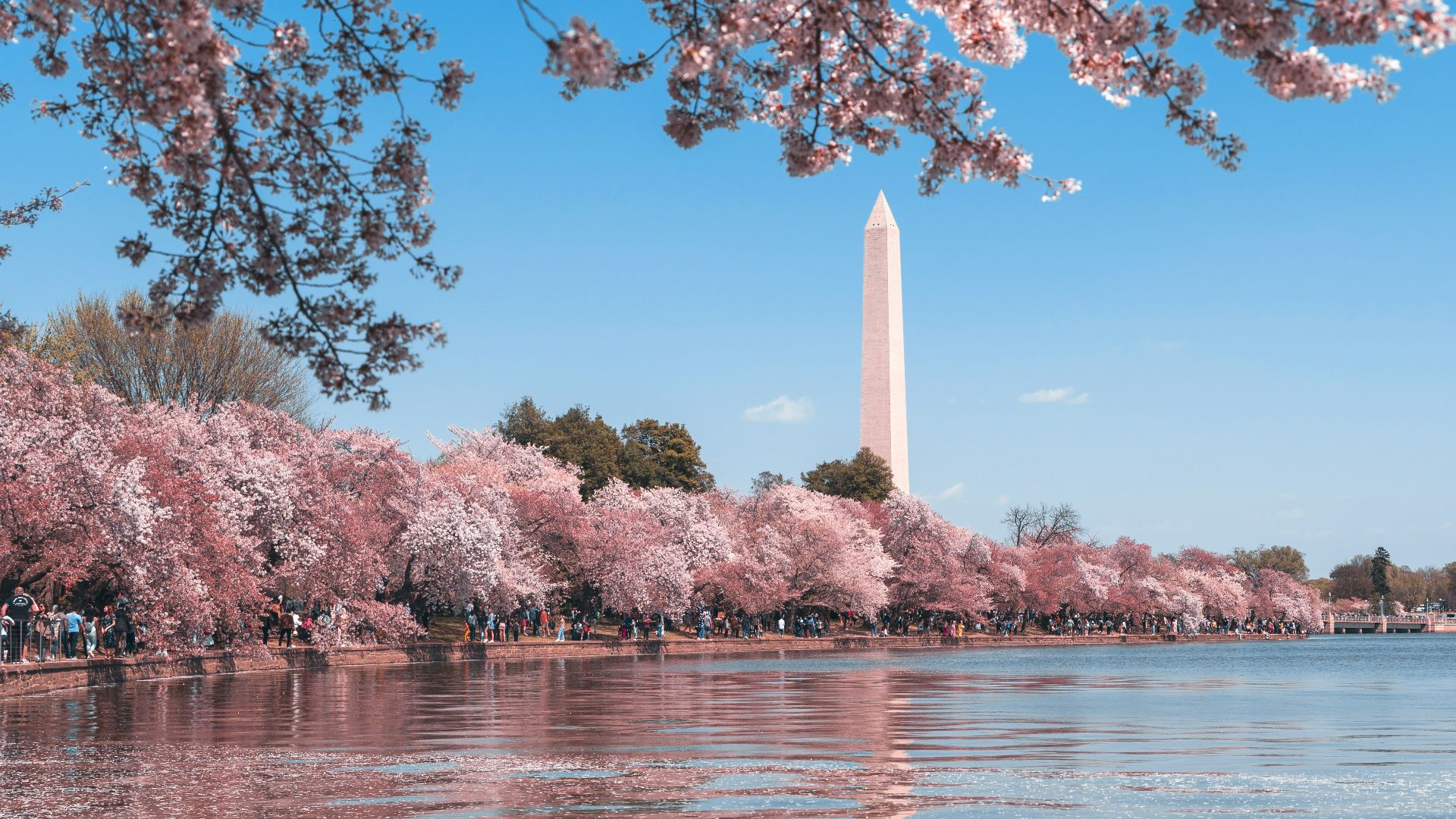 The Washington Monument framed by blooming cherry trees along the Tidal Basin in Washington DC