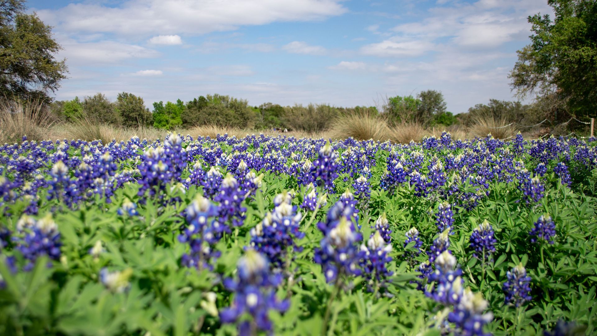 A picturesque field of bluebonnets in full bloom under a bright blue sky, capturing the essence of spring.