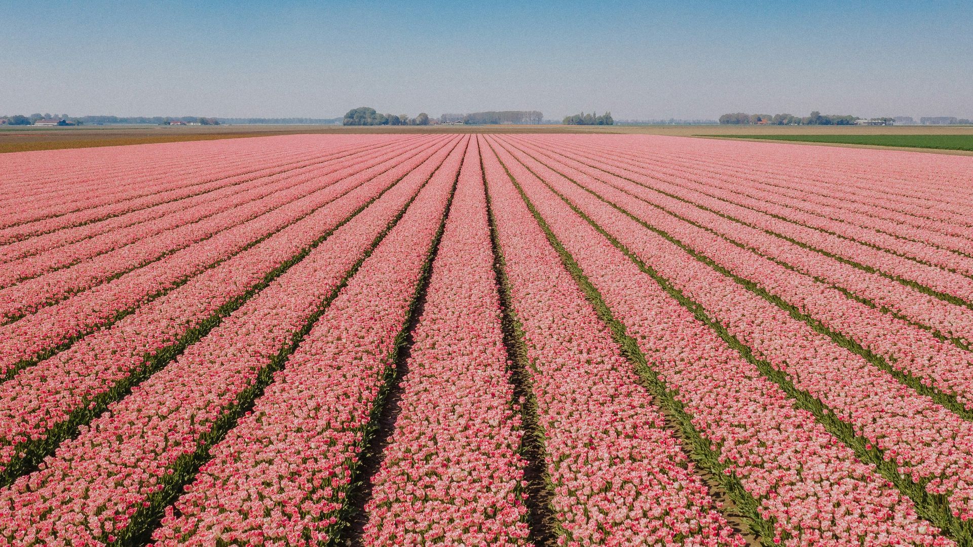 red flower field under blue sky during daytime