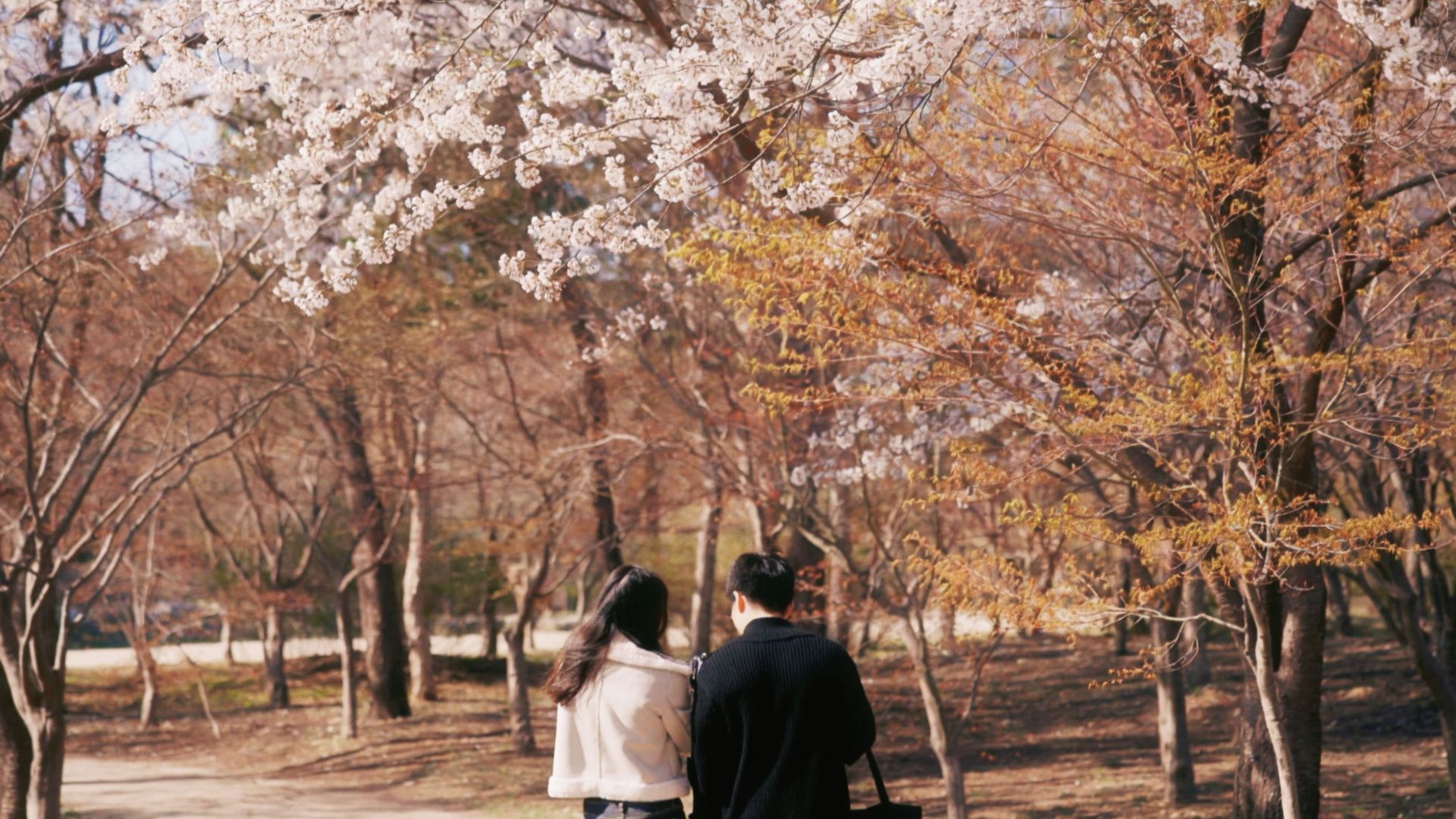 Couple walking under blooming cherry blossoms, capturing spring's romantic vibe.