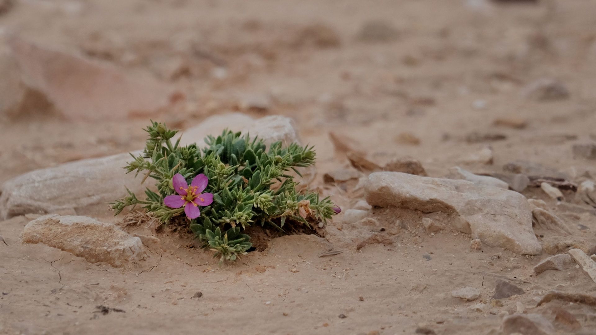A solitary pink flower growing amidst rocks and sand in a dry desert environment.