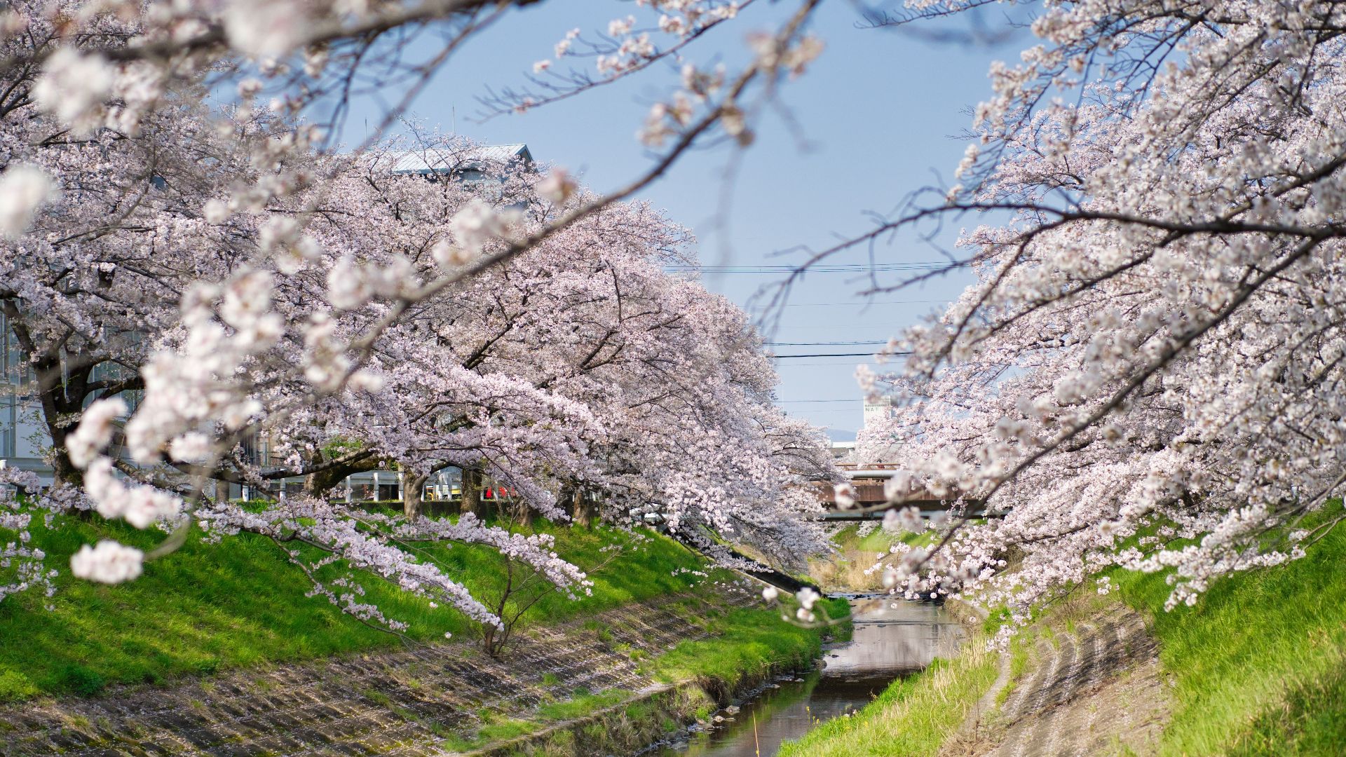 Beautiful cherry blossom trees in full bloom along a serene canal, capturing the essence of spring.