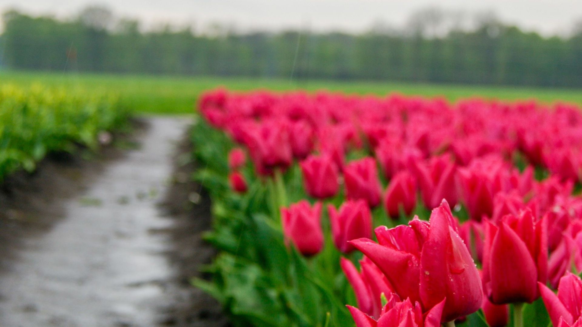 A vibrant field of blooming pink tulips with a wet path on a cloudy day.