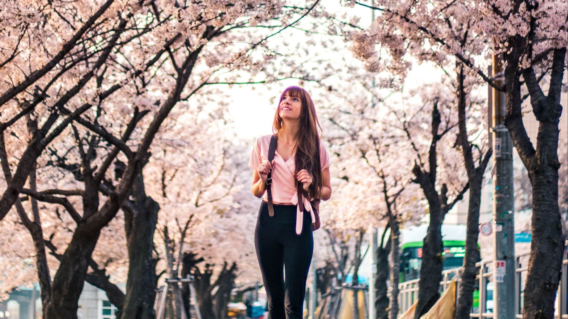 Woman walking under cherry blossoms in Seoul during spring. A picturesque scene capturing seasonal beauty.