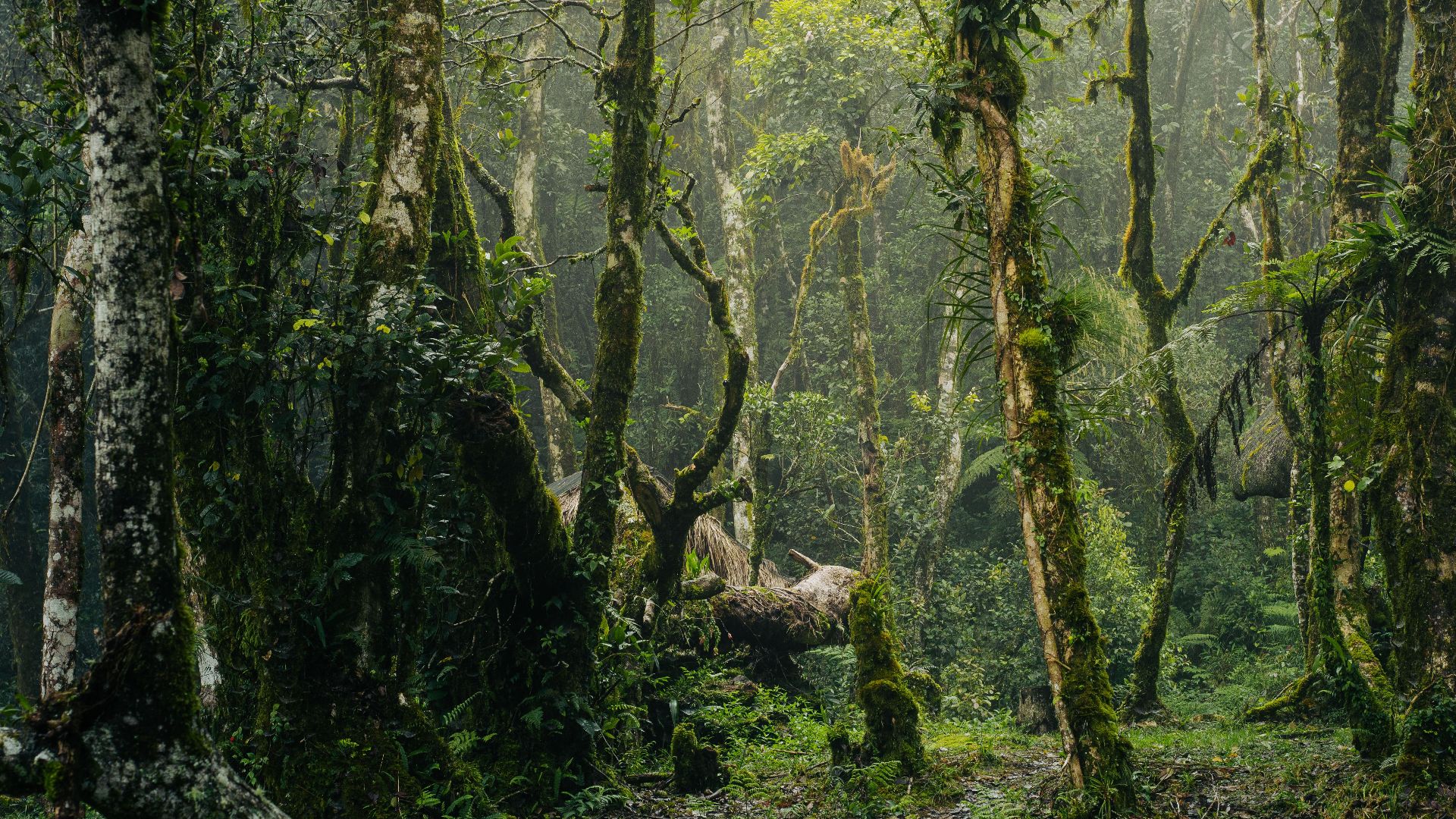 Lush green rainforest with moss-covered trees and dense foliage in a misty atmosphere.