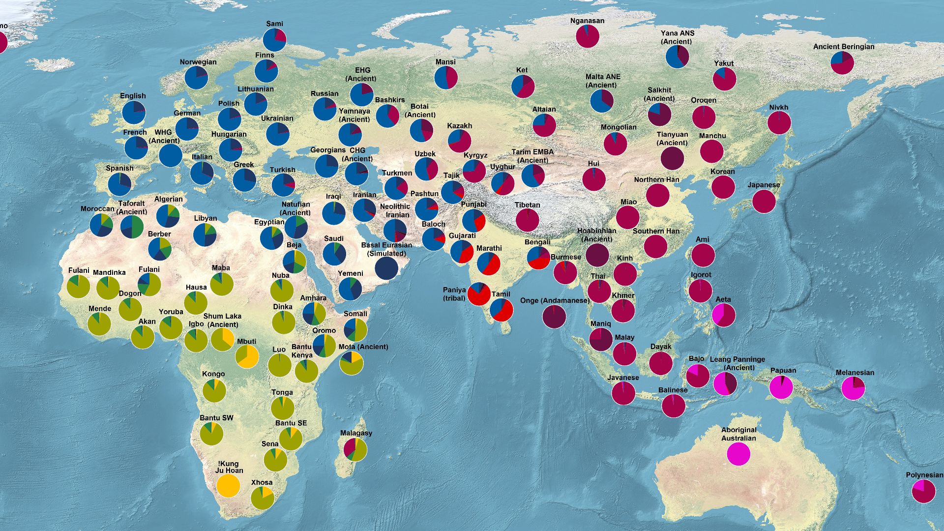 Geographical distribution of human major genetic ancestral components:
This map displays the major genetic ancestry components of humans among selected modern populations as well as selected ancient samples. It represents