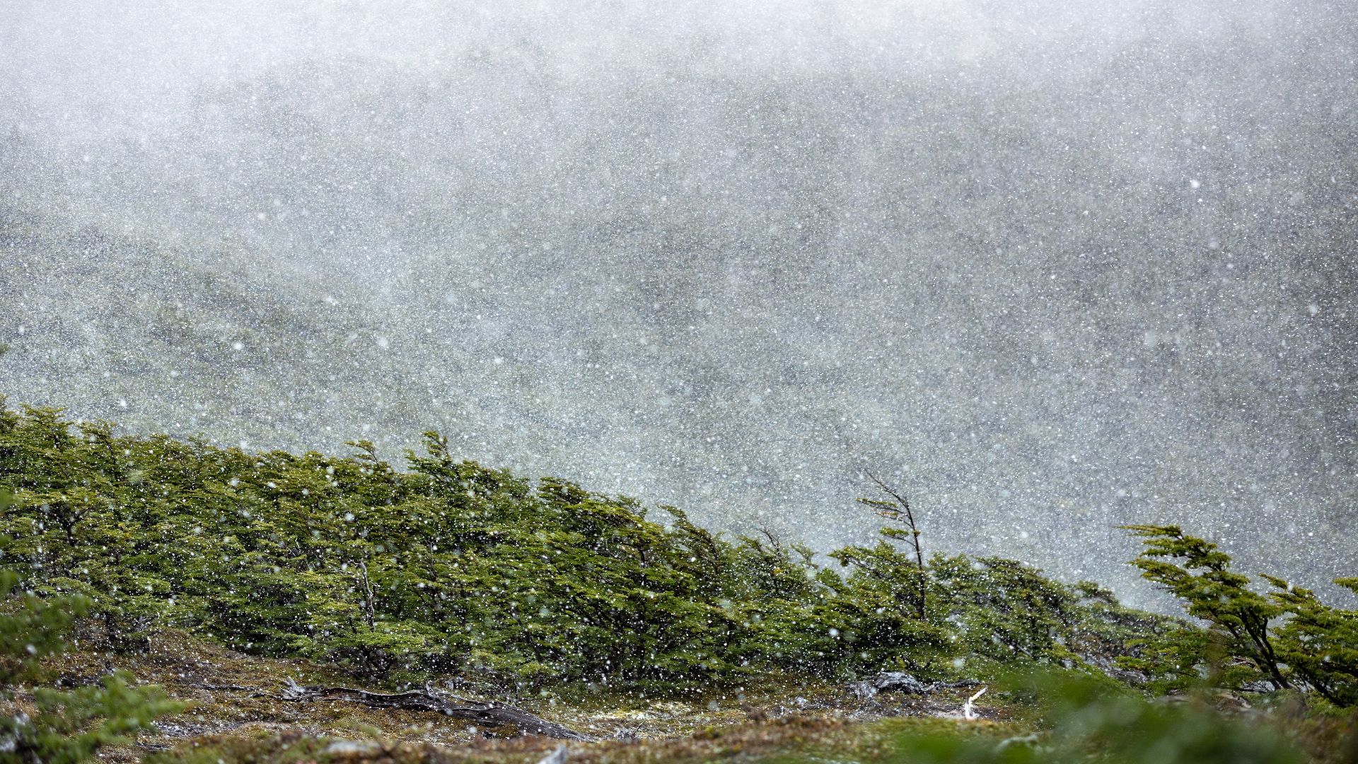 A breathtaking snowy scene in Torres del Paine, showcasing nature's wild beauty in Chile's Patagonia.