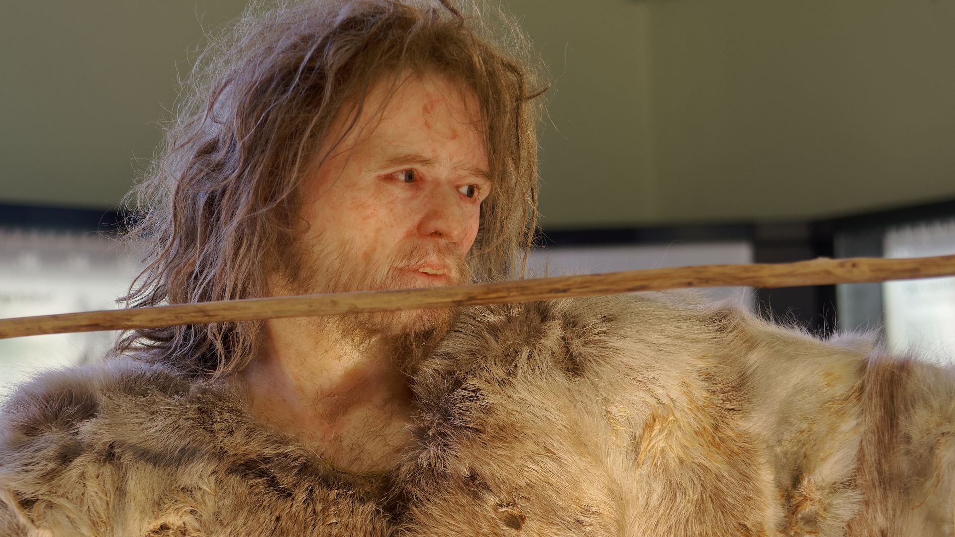Model of Cro-Magnon 1, Homo Sapiens man in The Natural History Museum, Vienna