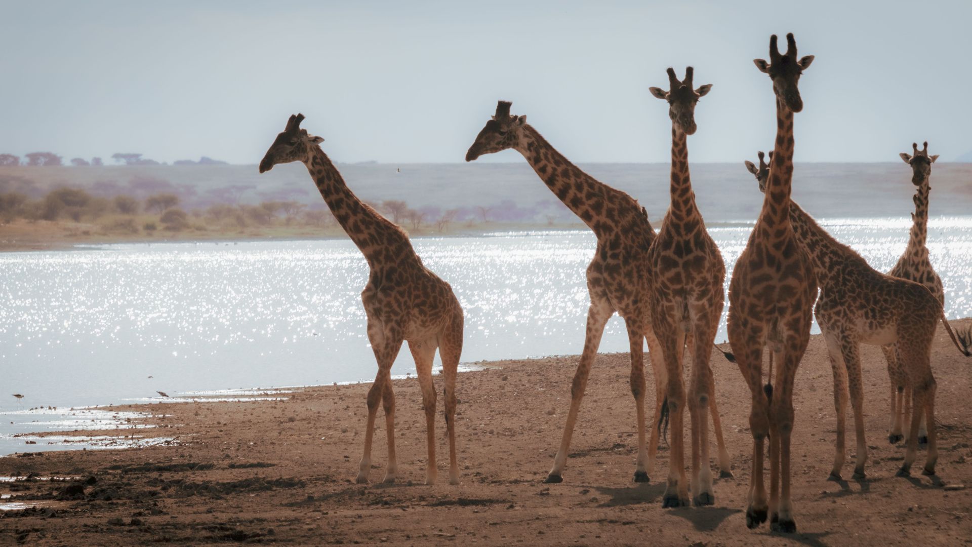 A group of giraffes gracefully stands by a serene lakeshore under a bright sky.