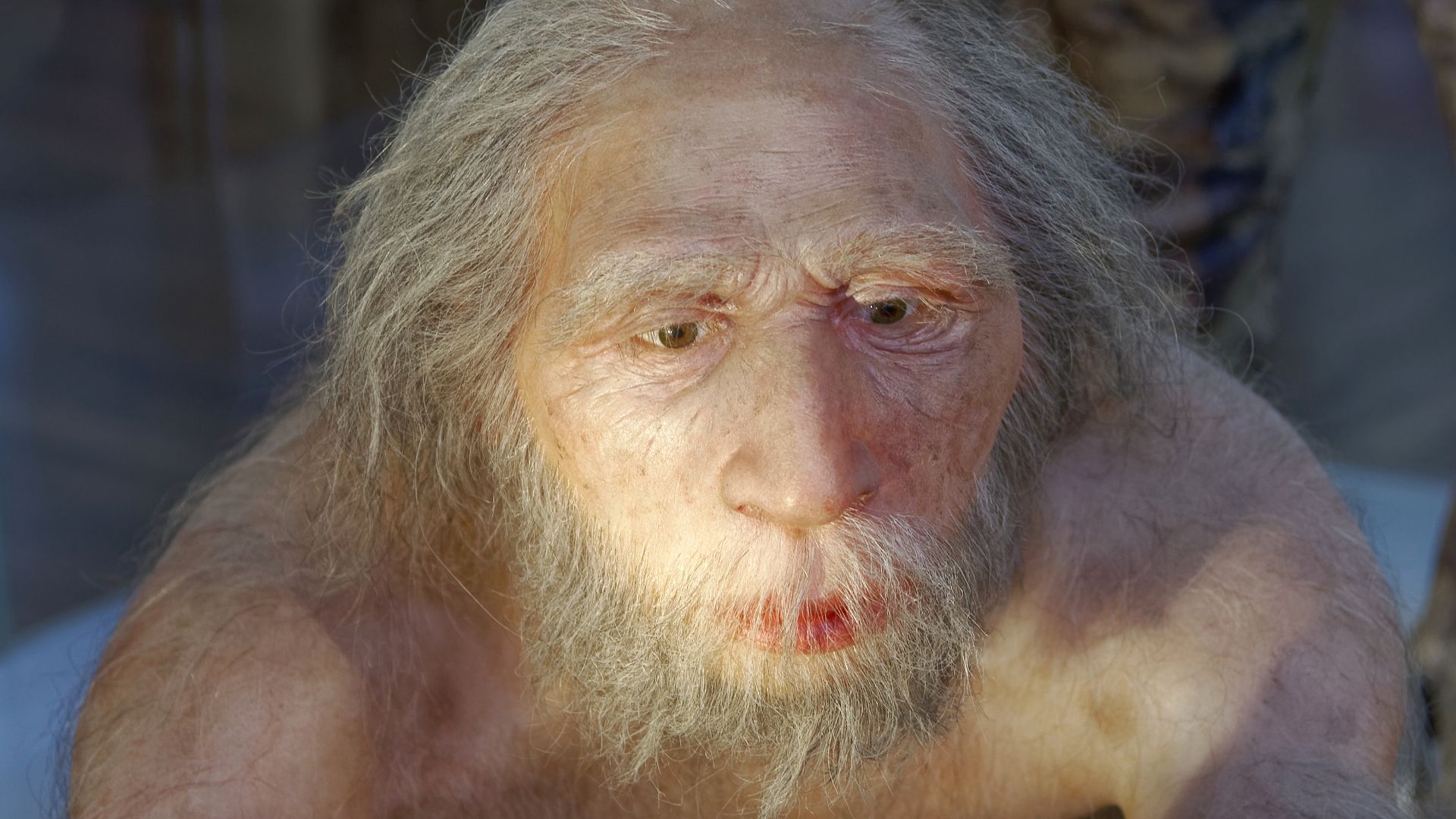 Model of Homo neanderthalensis elder man in The Natural History Museum, Vienna