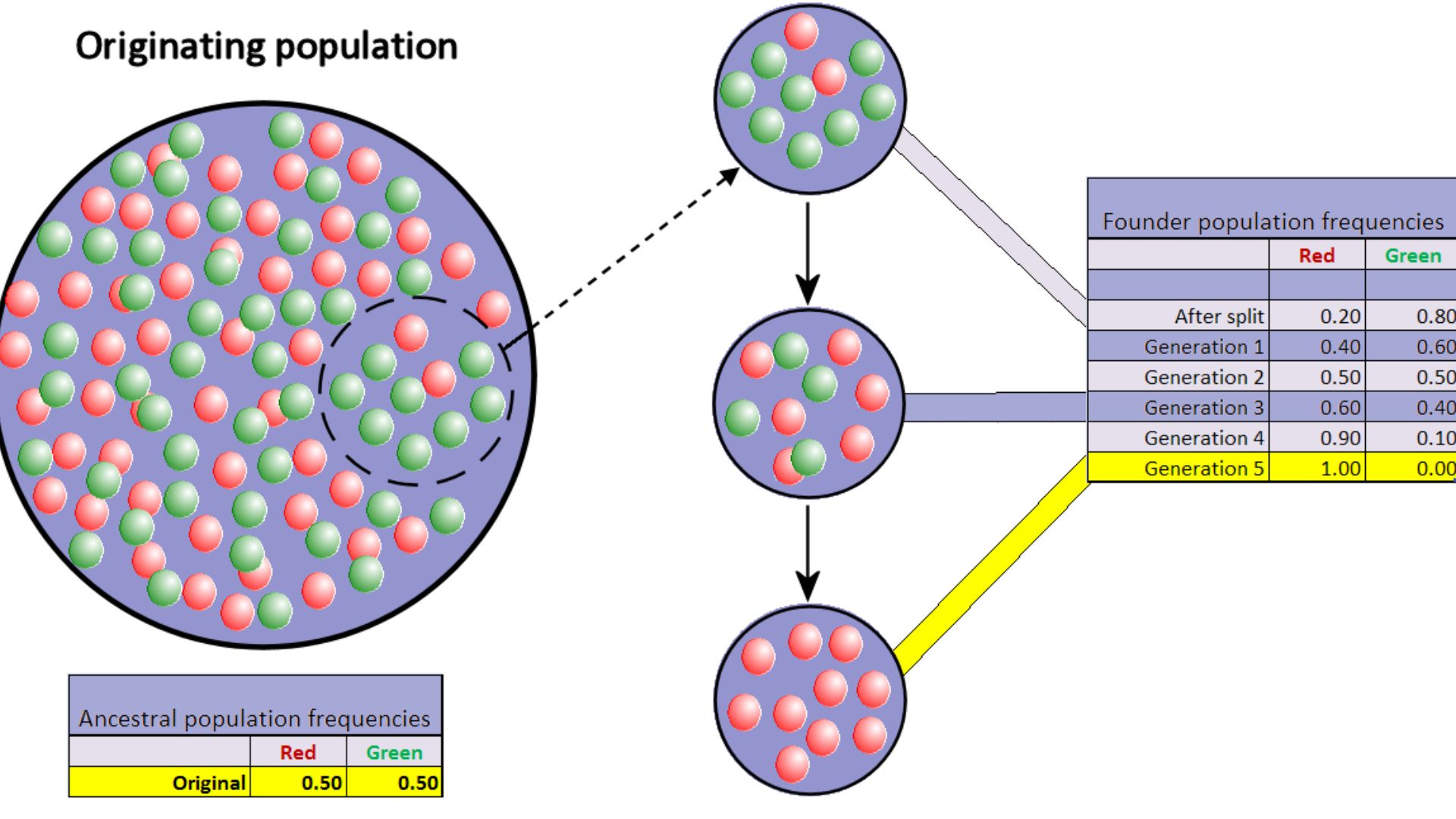 Representation of the founder effect: the colored balls represent the two alleles for a specific locus which are present in a hypothetical population; once a random subgroup of a population becomes separated from its ancestral population, the allele frequ