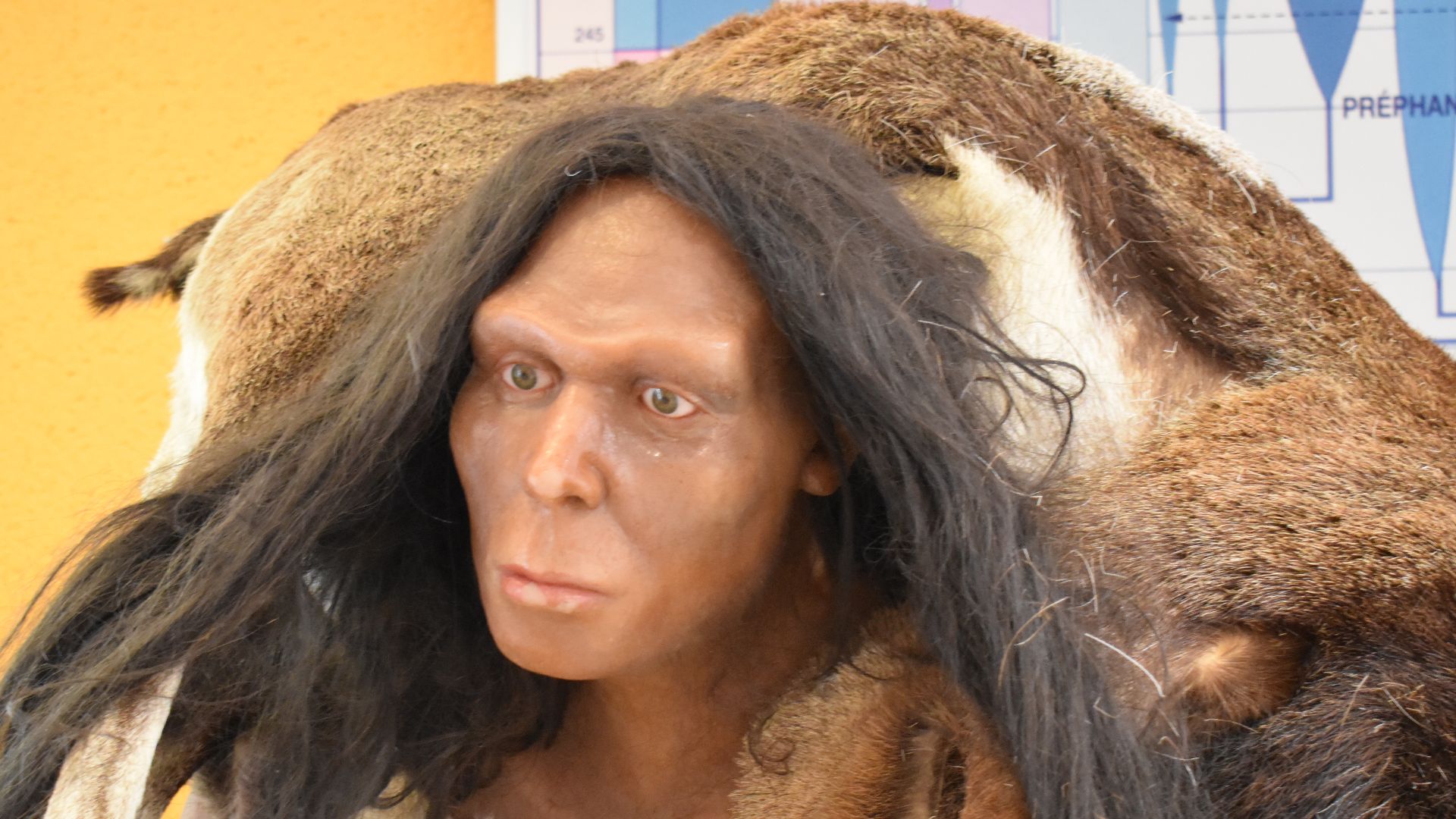 Mannequin : Homme de Tautavel