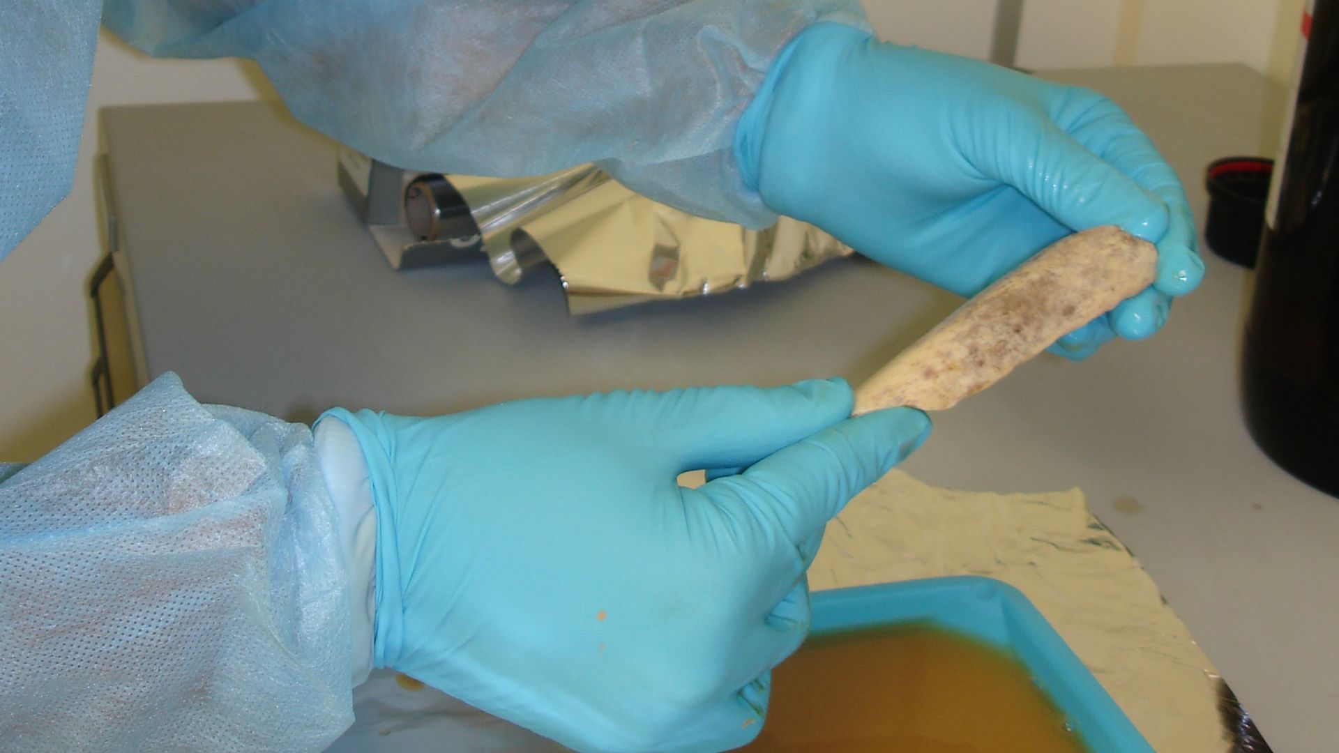 Working in a clean room, researchers at the Max Planck Institute for Evolutionary Anthropology in Leipzig, Germany, took extensive precautions to avoid contaminating Neanderthal DNA samples - extracted from bones like this one - with DNA from any other so