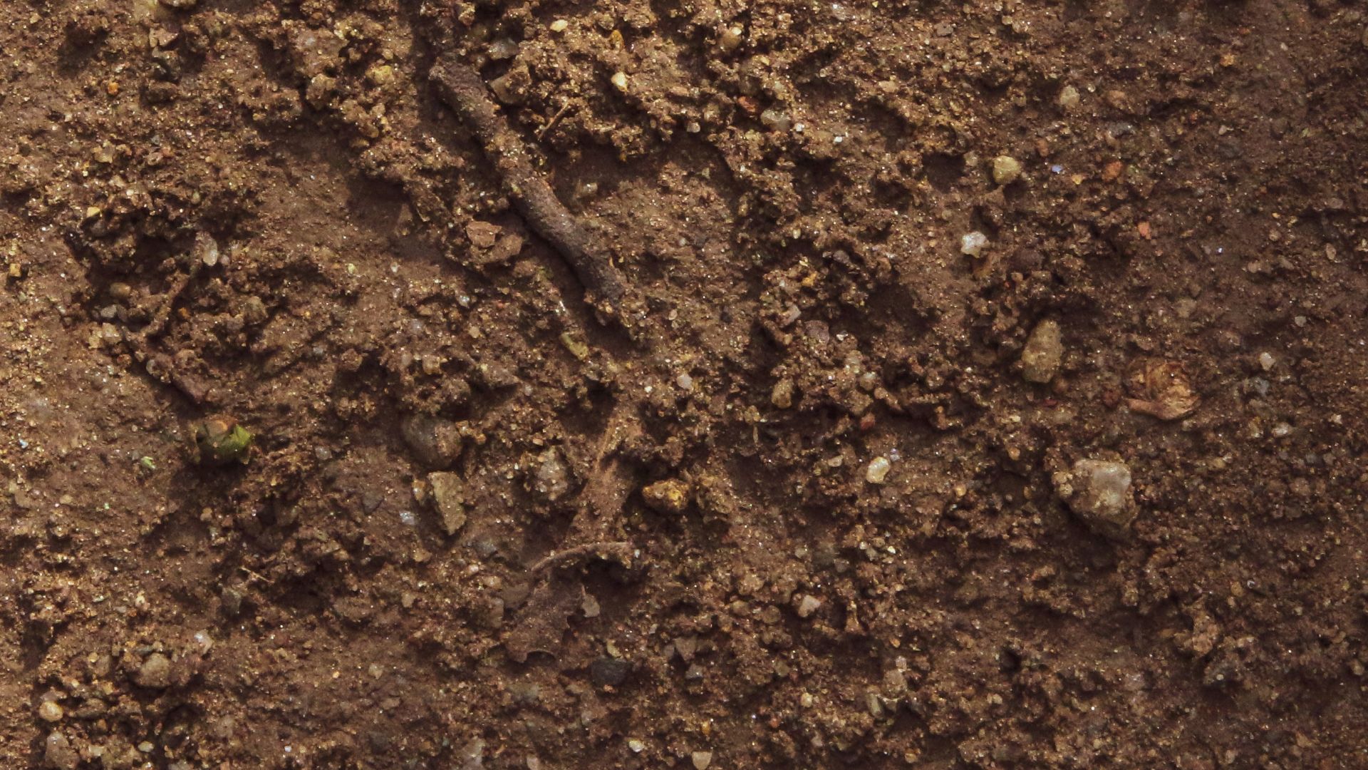 green leaf on brown soil