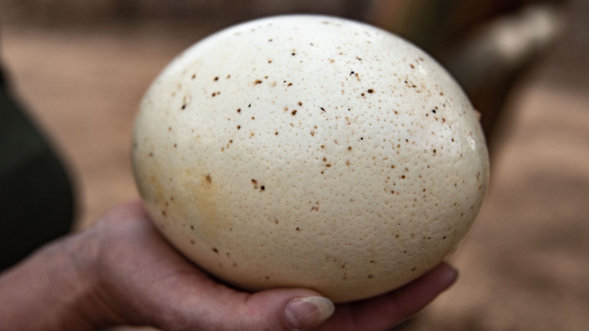Close view of a human hand holding a large ostrich egg outdoors.