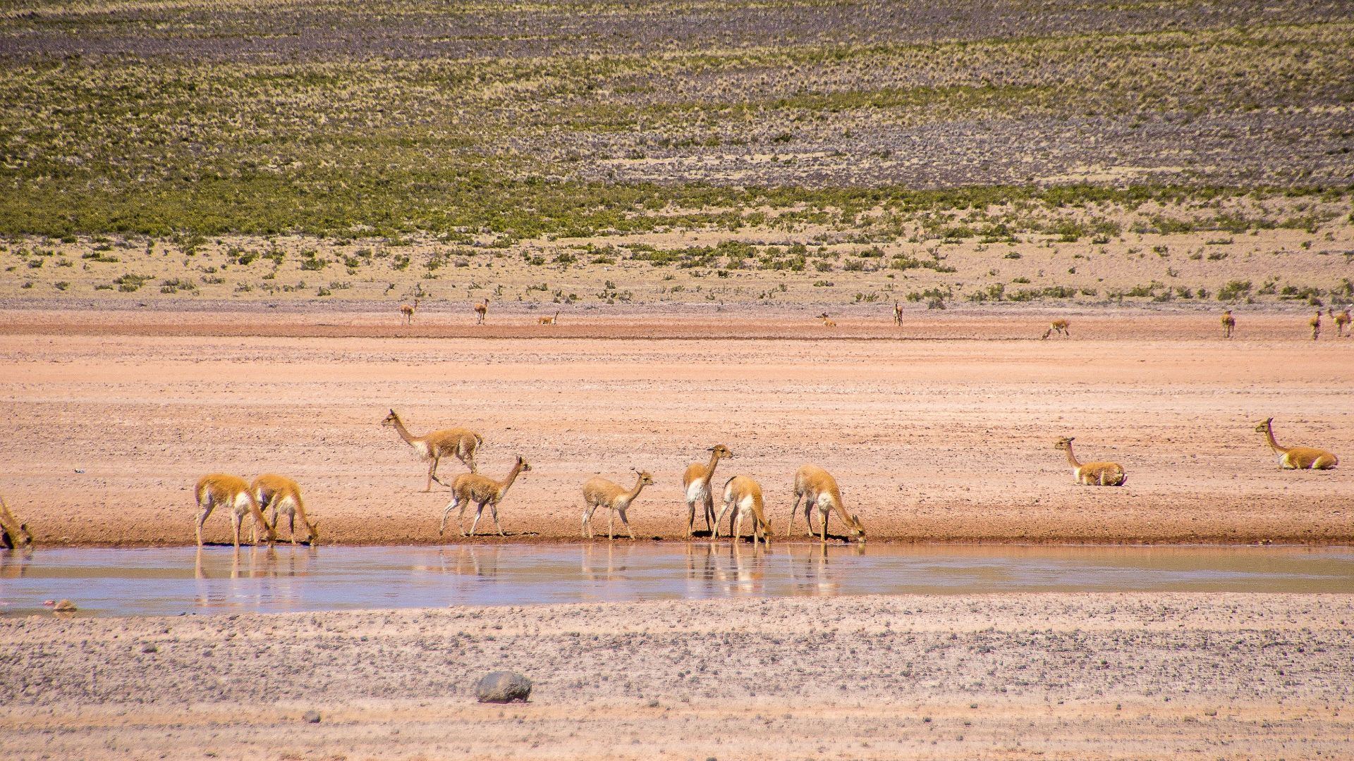 Vicuñas gathered by a water source in a vast savanna landscape, showcasing wildlife behavior.